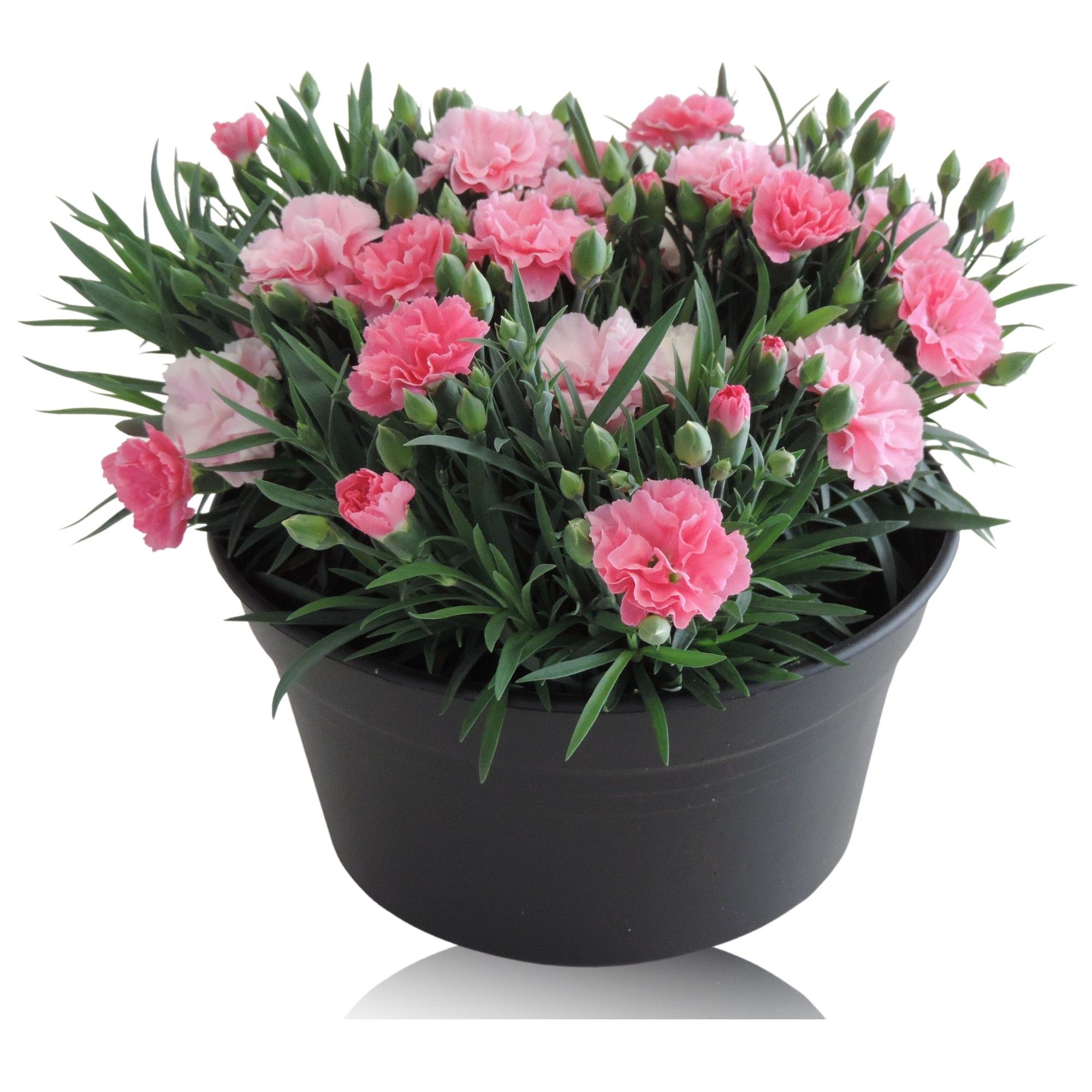 Dianthus 'I Love U' in Schaal 19cm, D 19