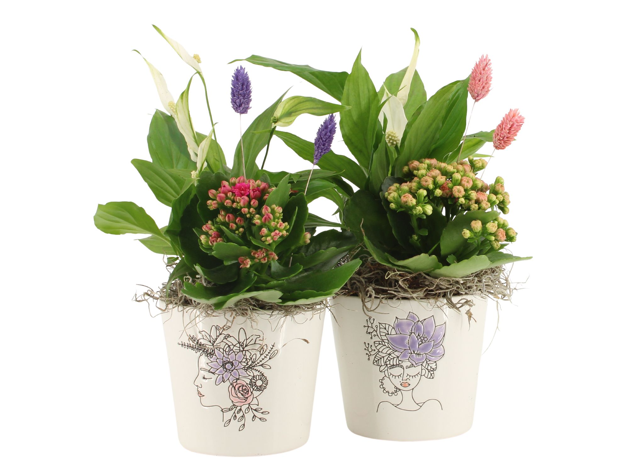 21703: Lovess arrangement, D 12