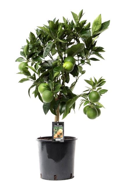 Arcobal Orange, D 22