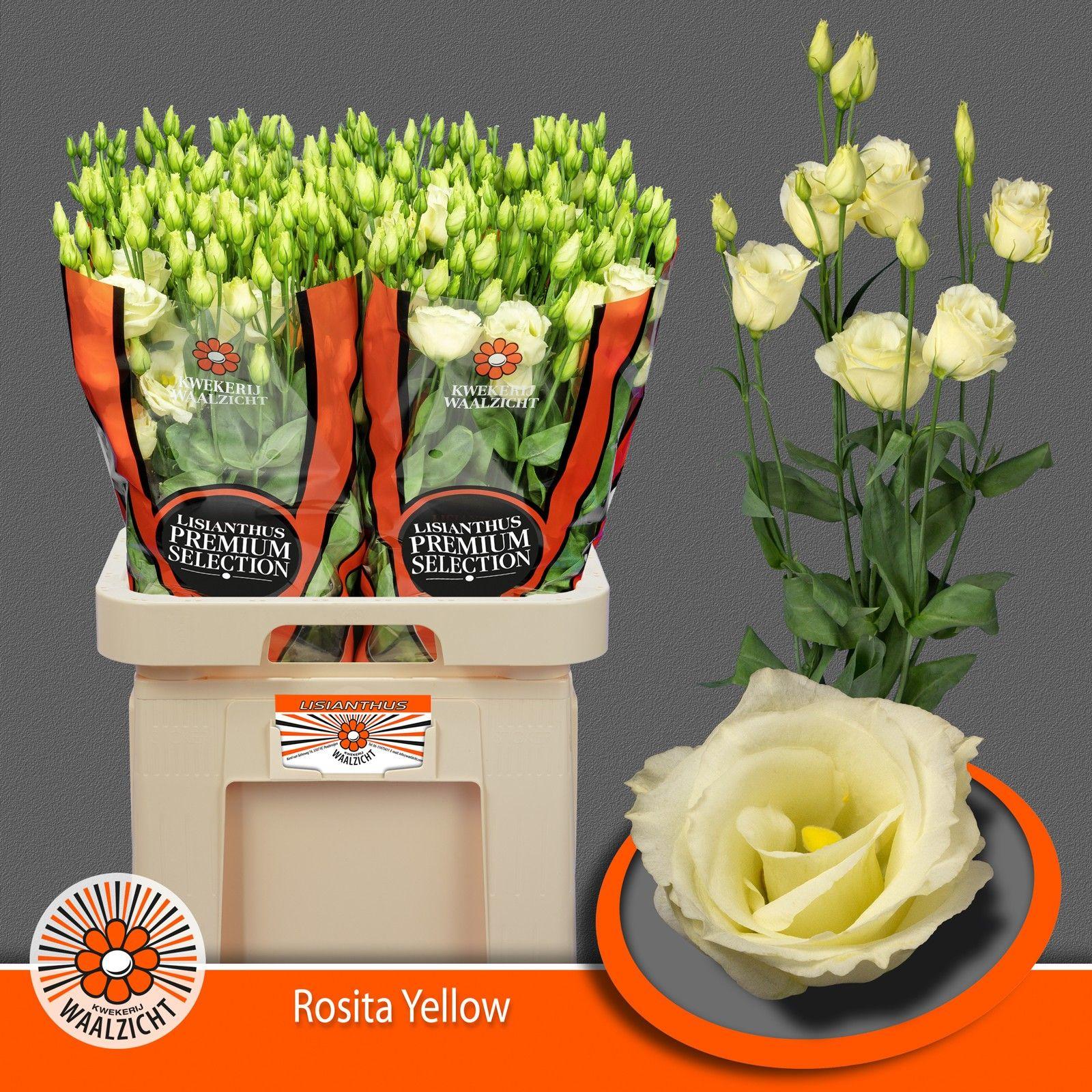 Эустома Розита Еллоу 70 (крем.), шт.