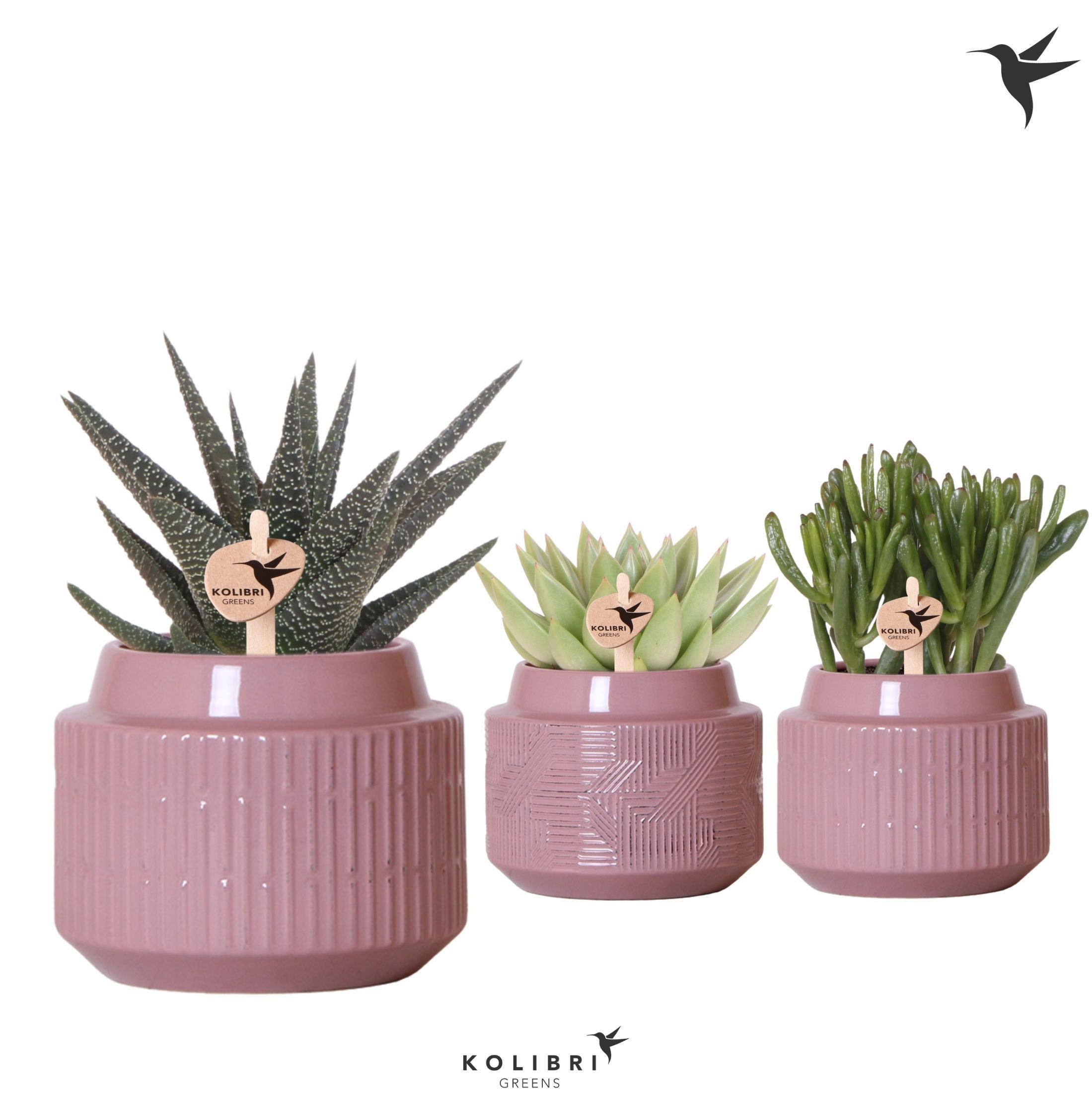 Kolibri Greens Succulenten mix in Maze pot purple, D 9