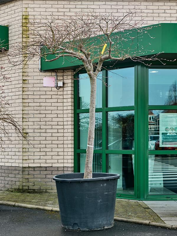 Acer pal. diss. 'Green Globe', D 100