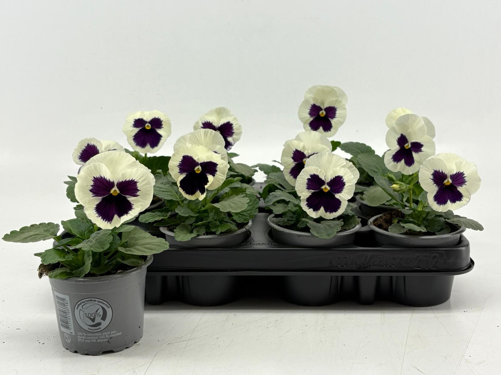 Viola F1 White With Blotch, D 9