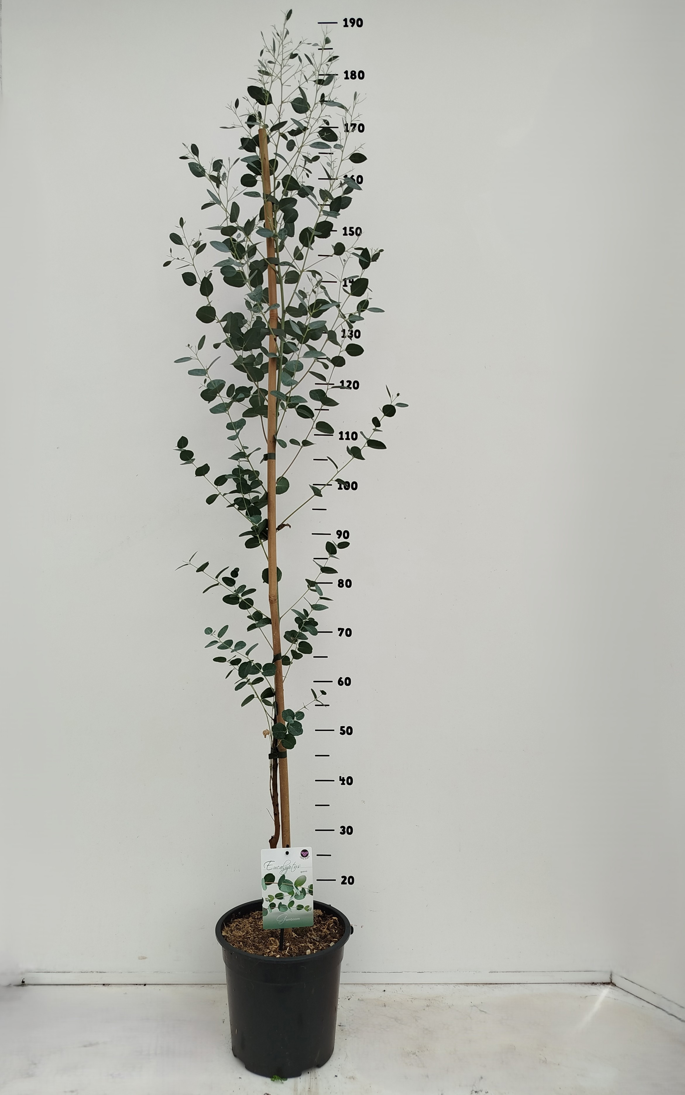 Eucalyptus gunniic6, D 24