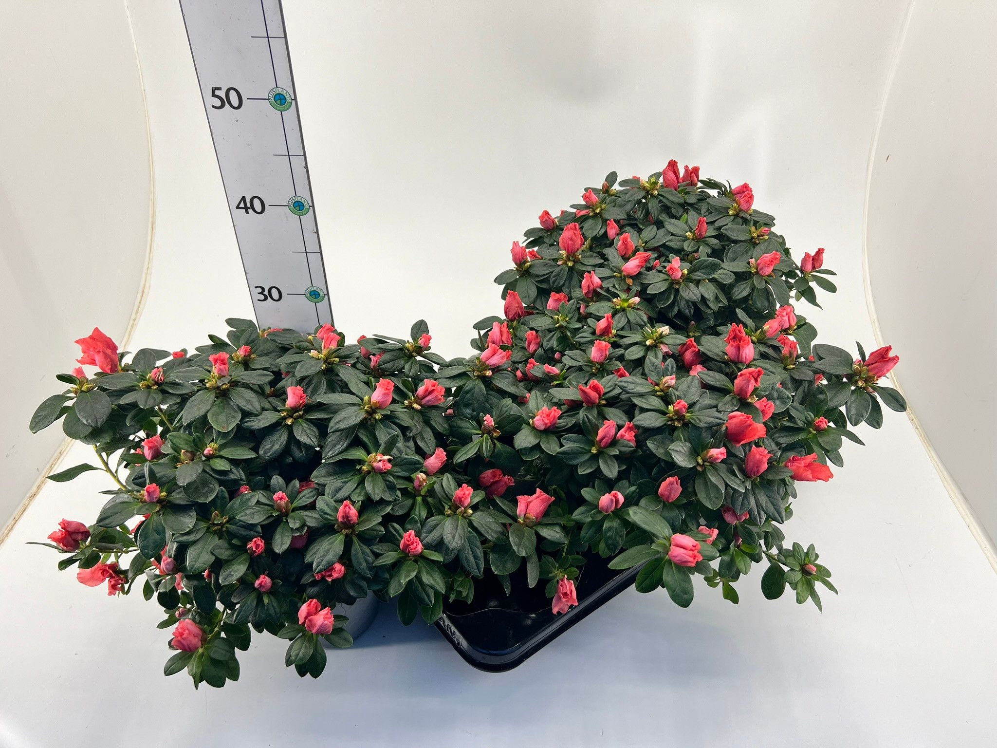 Rhododendron simsii T15 Mix, D 15