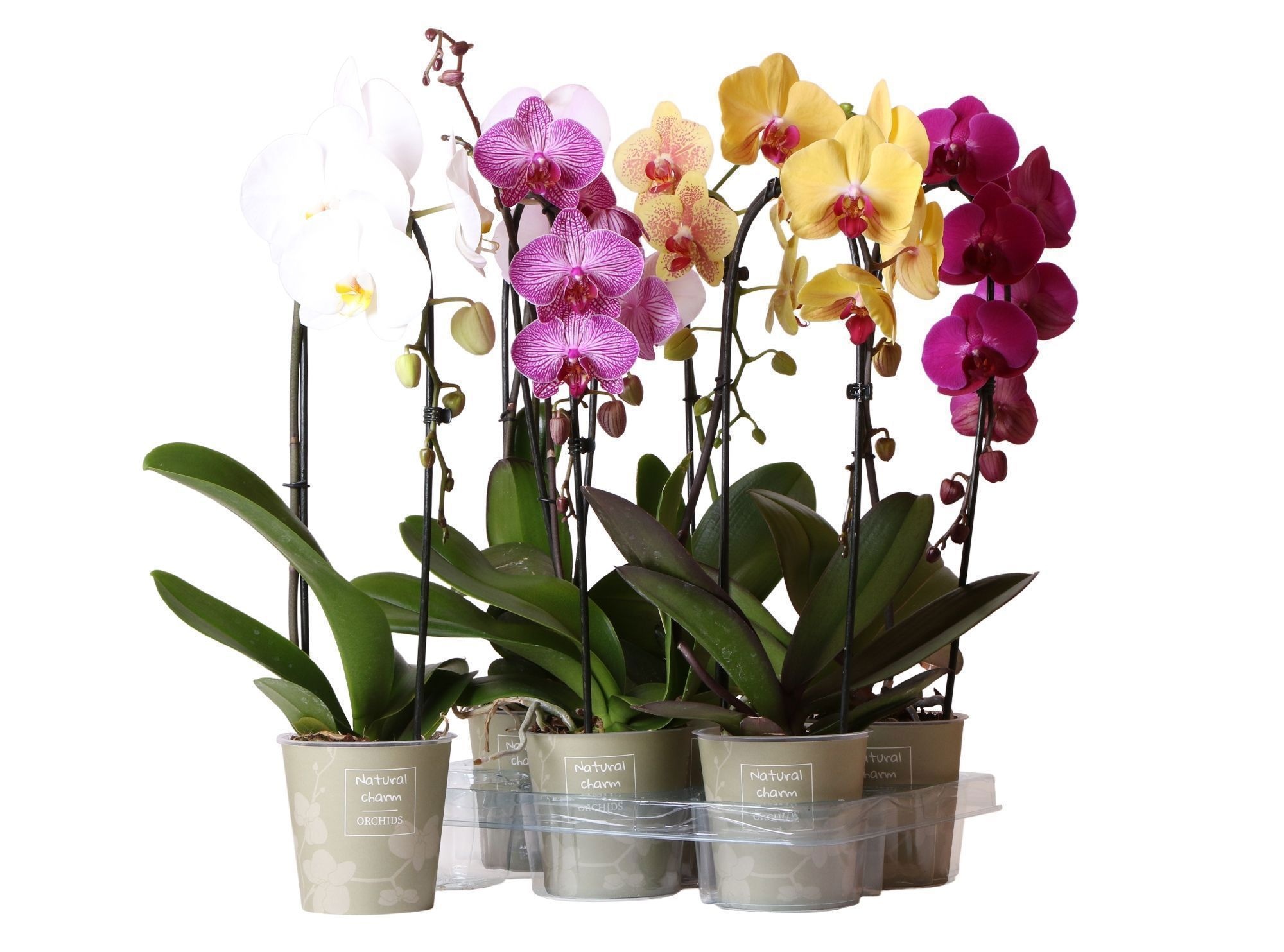 Phalaenopsis Natural Charm Niagara fall mix 1 spike, D 12