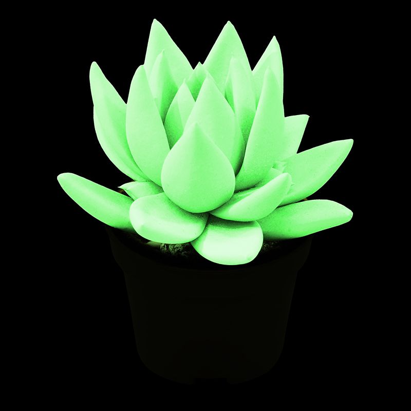 Glowing Star in the Dark mini - without potcover, D 6