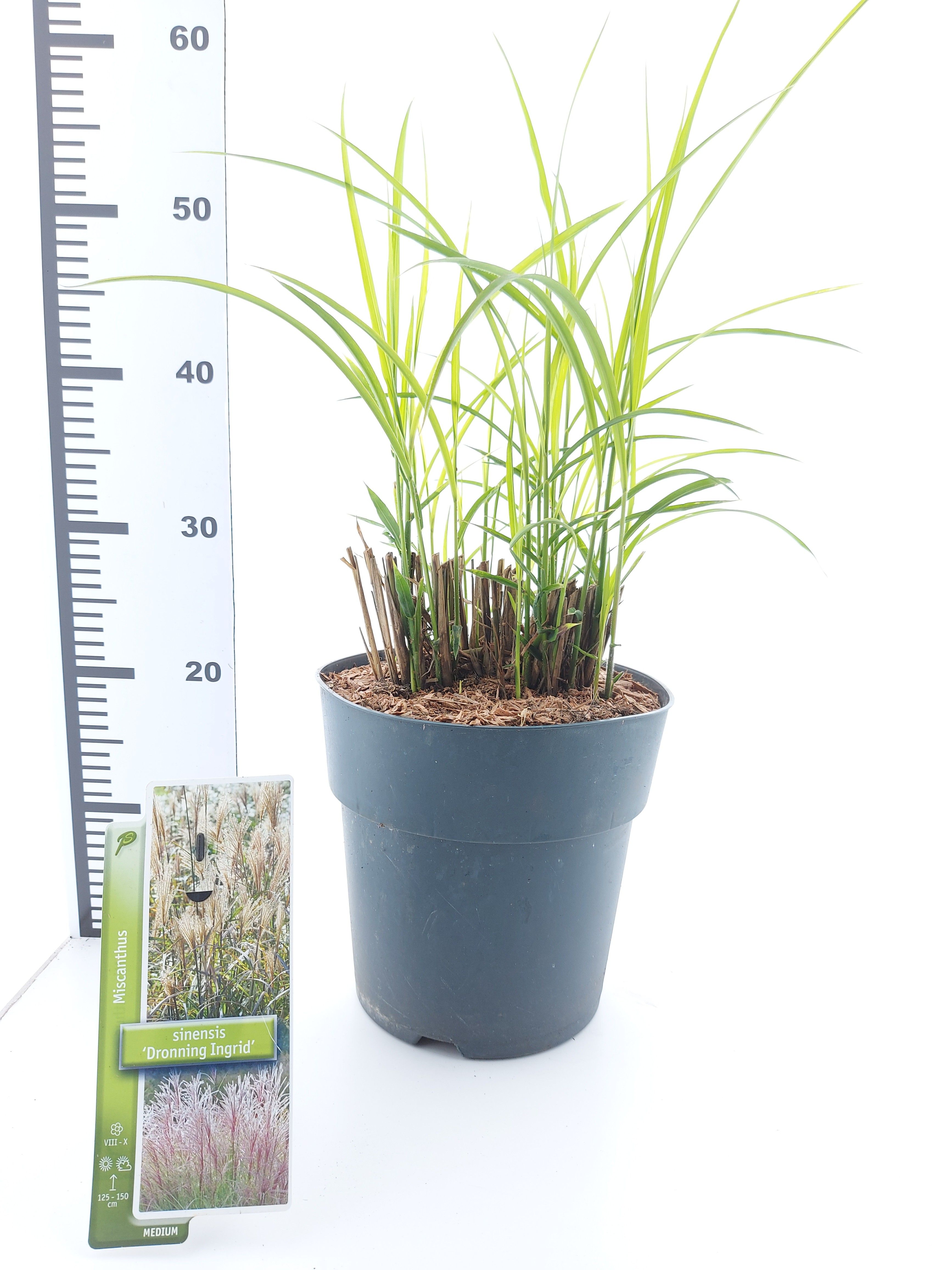 Miscanthus sin. 'Dronning Ingrid', D 23