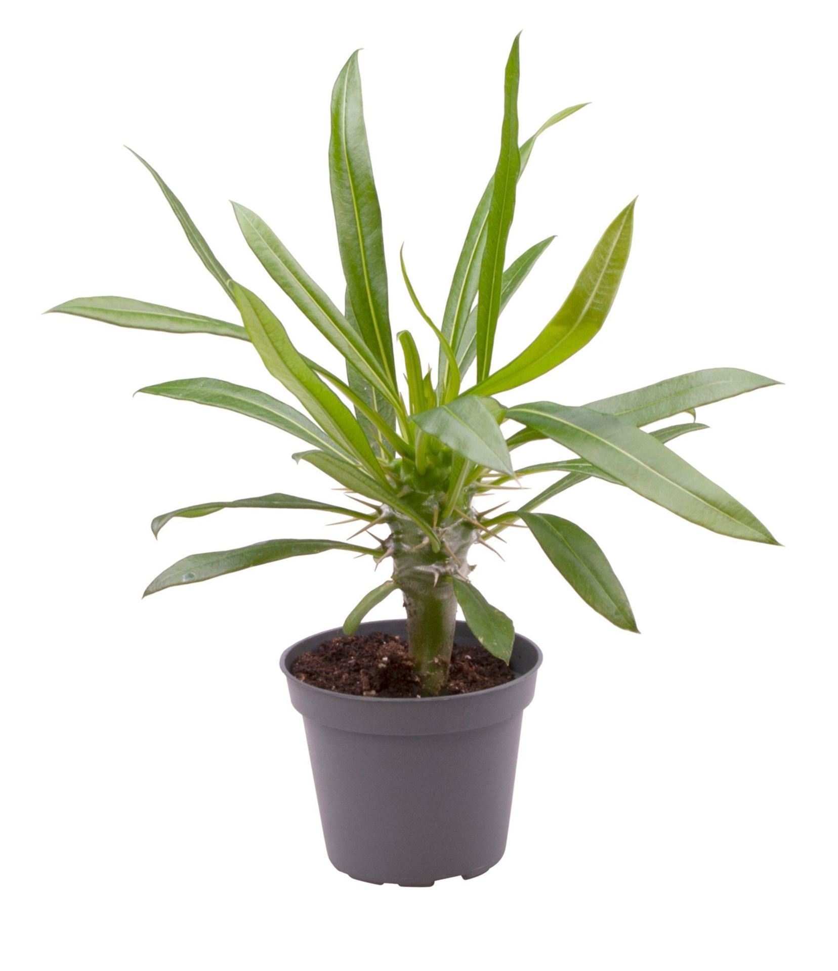Pachypodium Lamerei, D 6