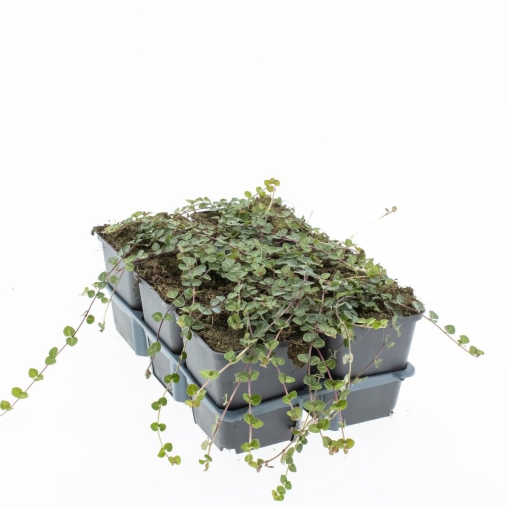 Mitchella repens, D 9