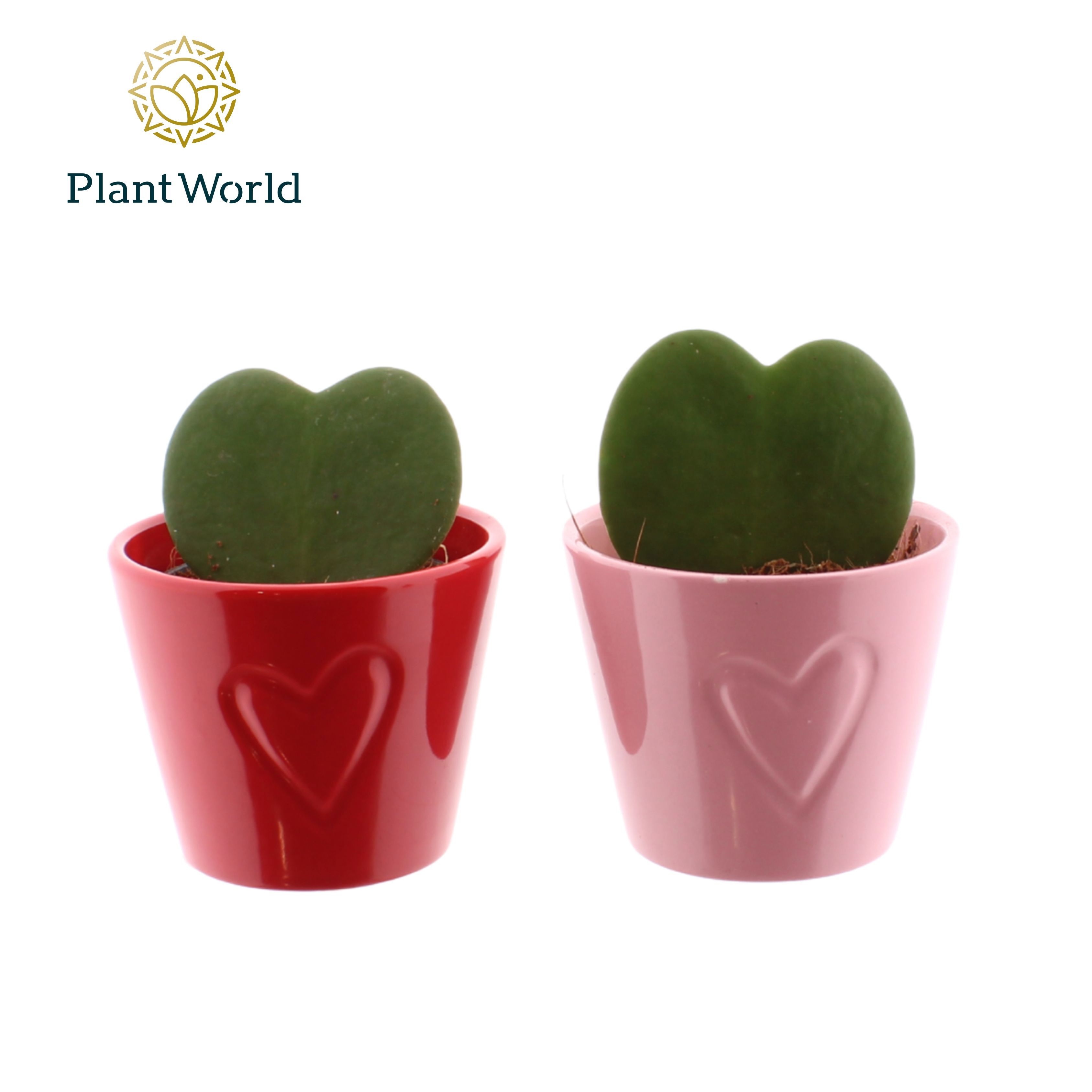 Hoya kerrii met keramiek Boston Mix, D 7