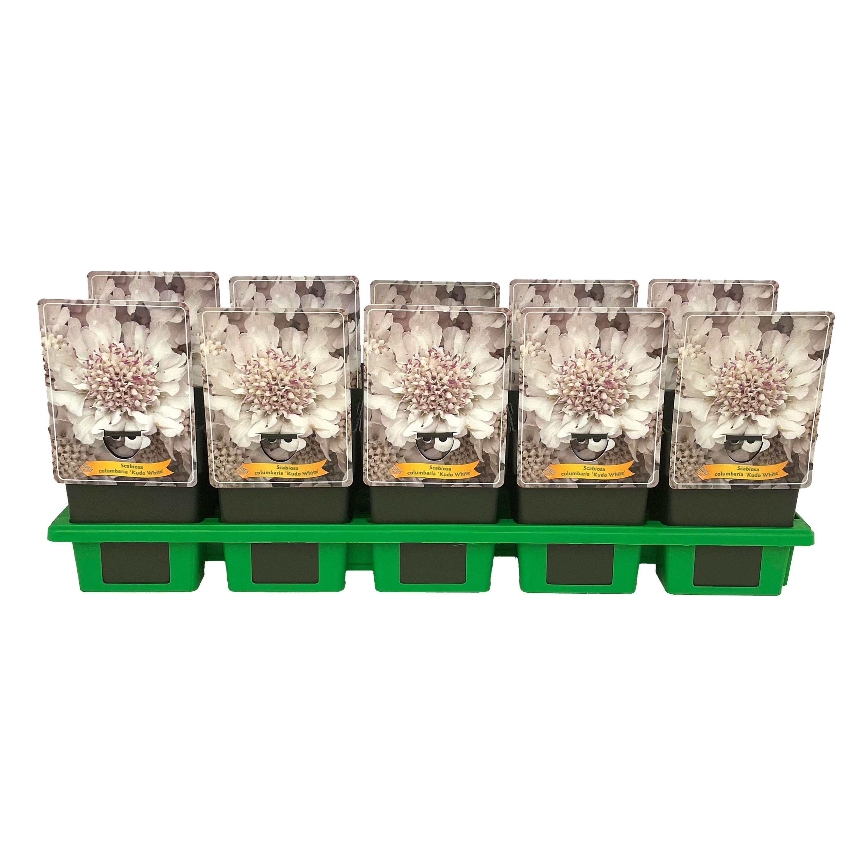 Scabiosa columbaria 'Kudo White' P11, D 11