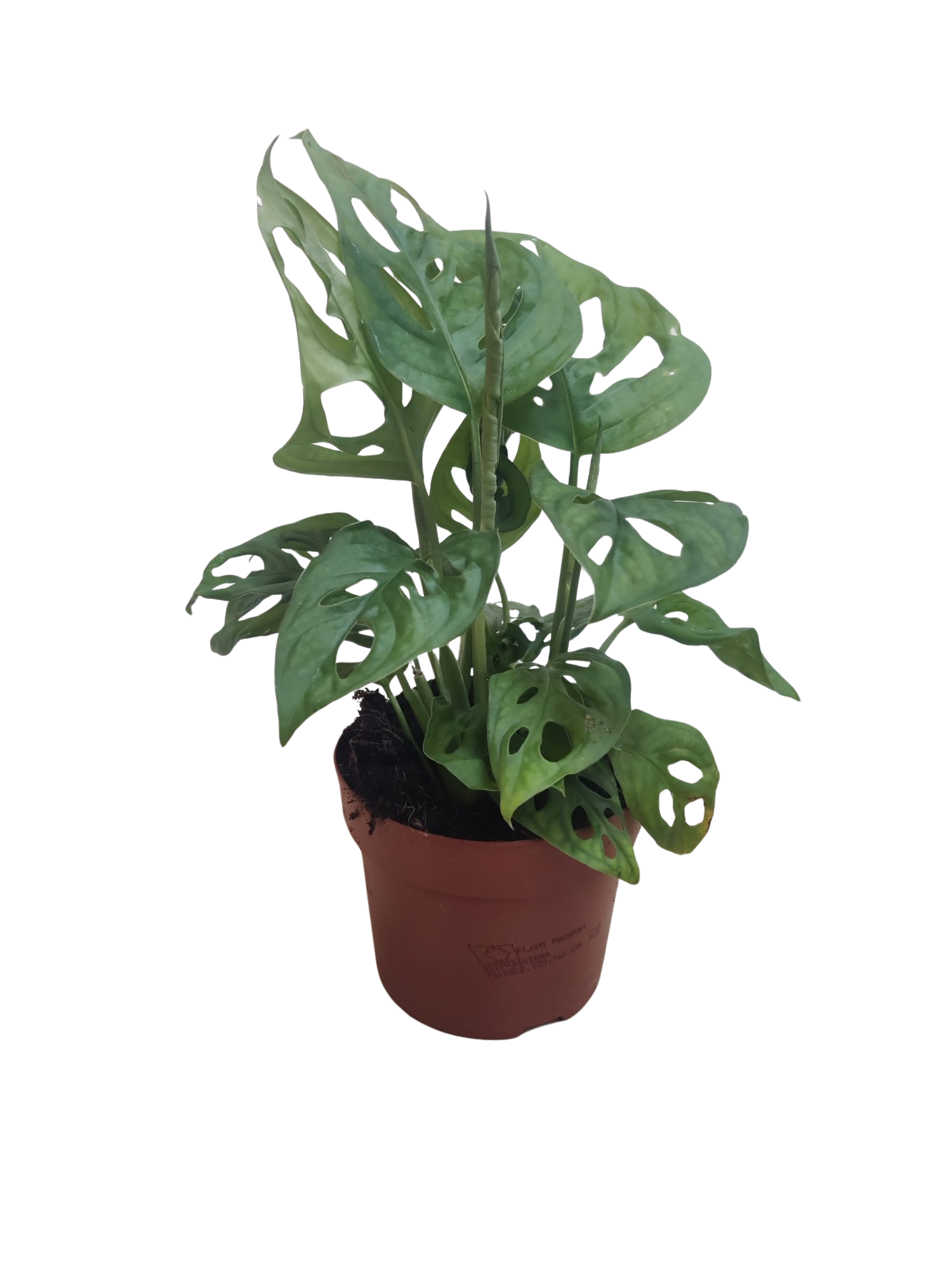 Monstera 'Adansonii', D 12