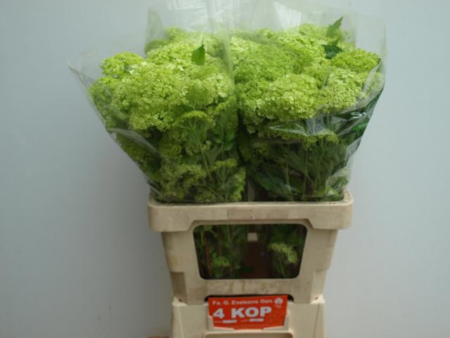 Вибурнум Розеум 60 (зел.), шт.