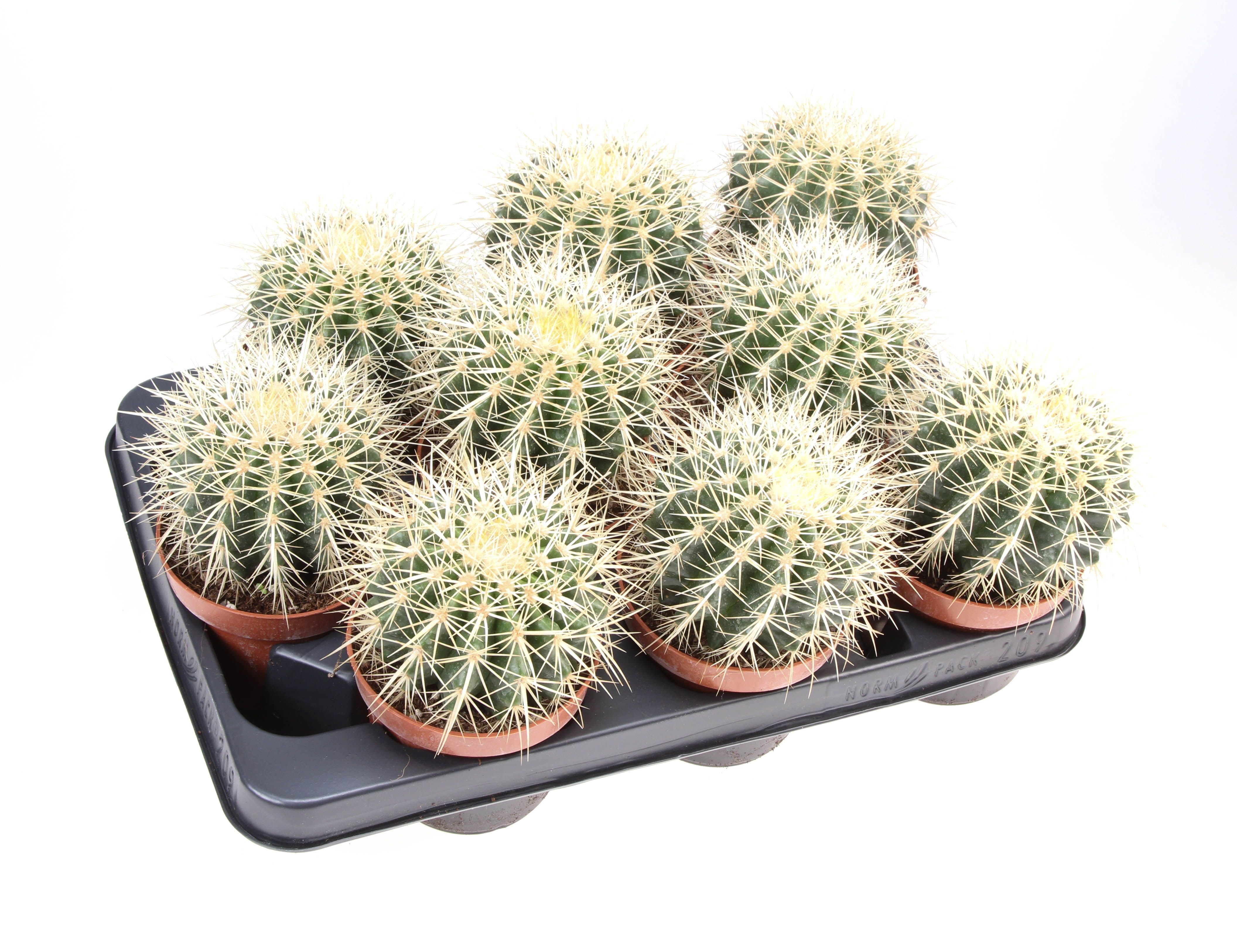 Echinocactus grusonii, D 10,5