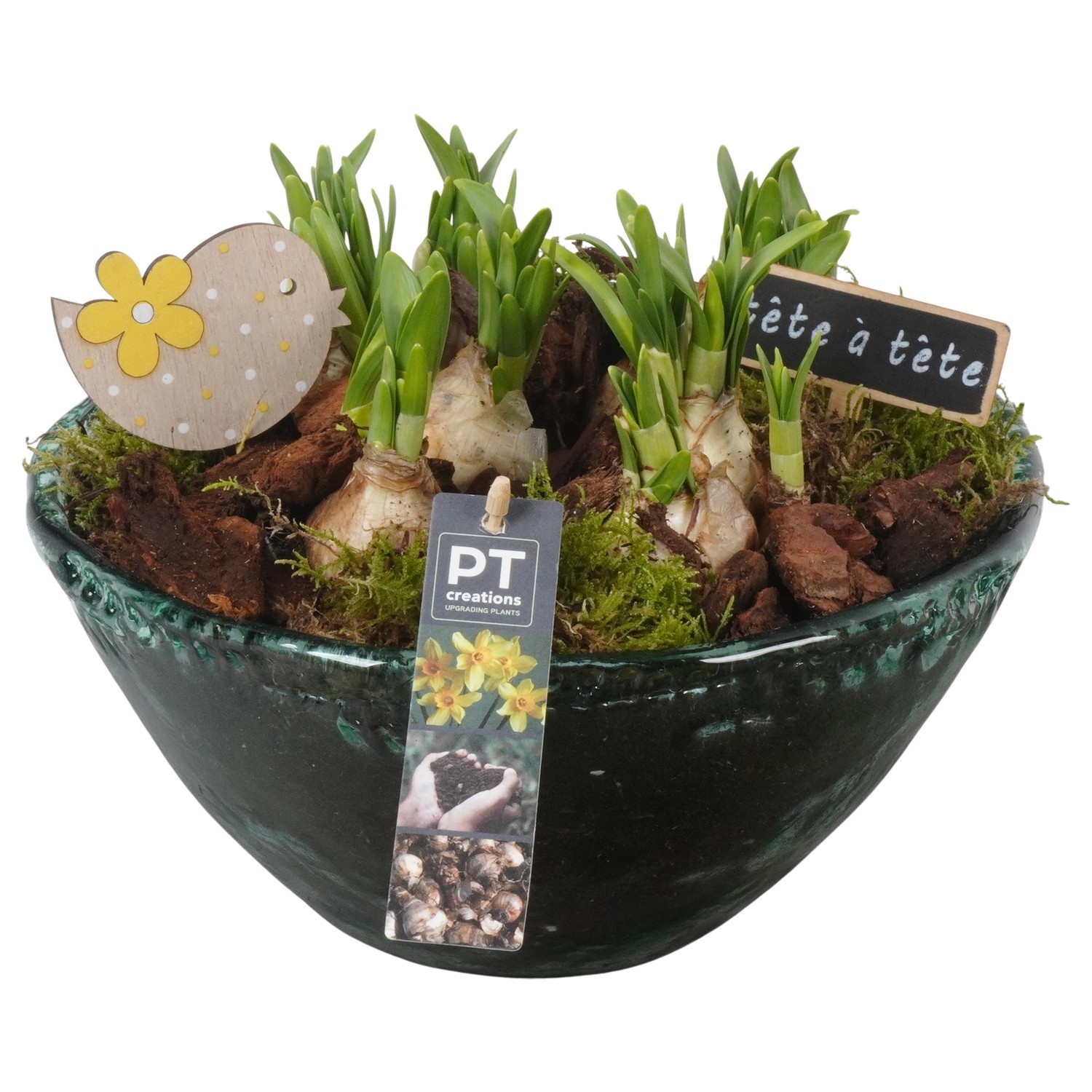 PTN8750 Arrangement Narcissus in glas schaal, D 26