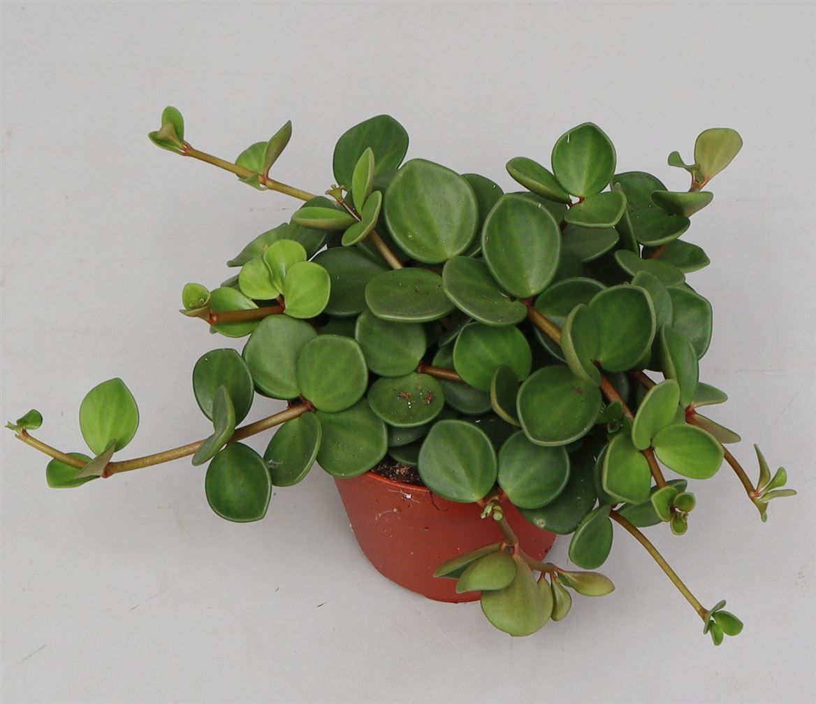 Peperomia tet. 'Hope', D 12