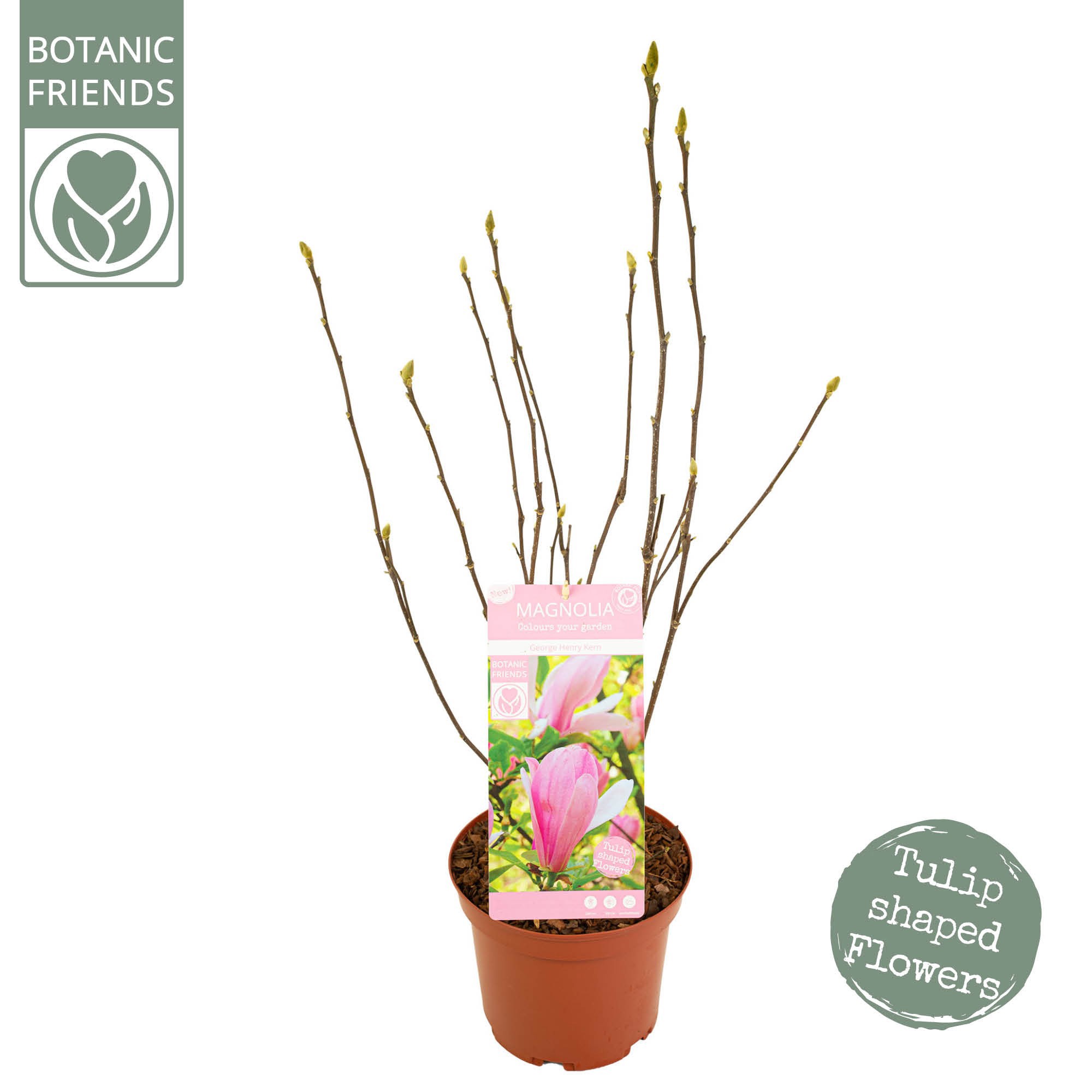 Magnolia 'George Henry Kern', D 21