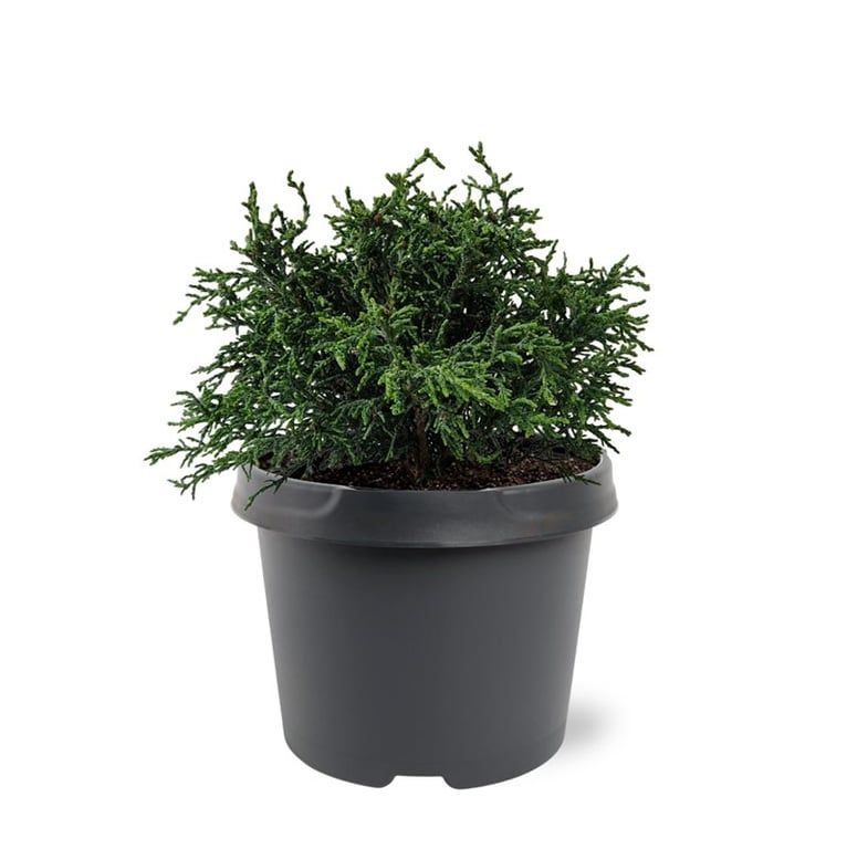 Chamaecyparis obtusa 'Lycopodioides', D 19