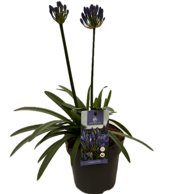 Agapanthus 'Charlotte' P19 EVERGREEN, D 19