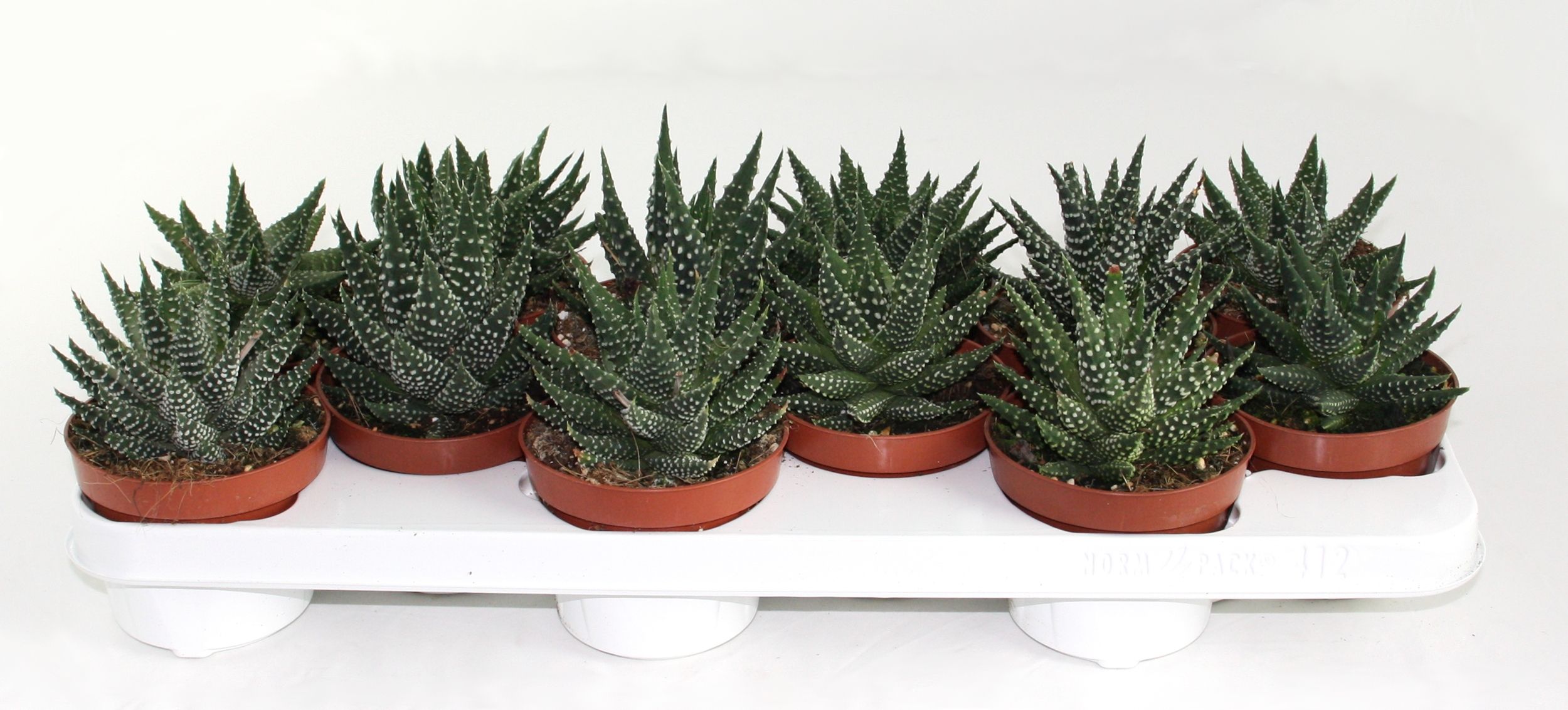 Haworthia Margaritifera, D 10,5