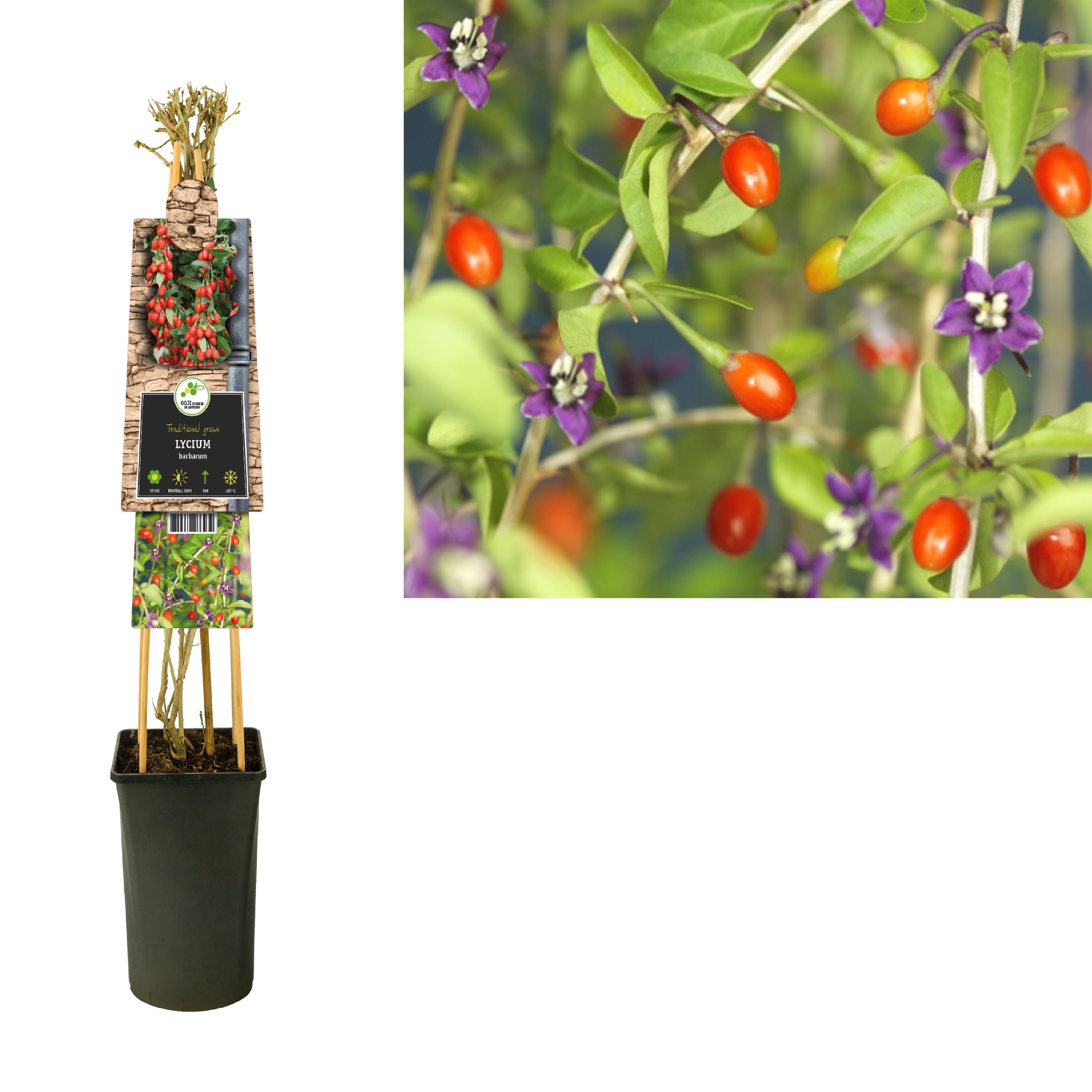 Lycium barbarum 'Instant Succes' +3.0 label, D 17