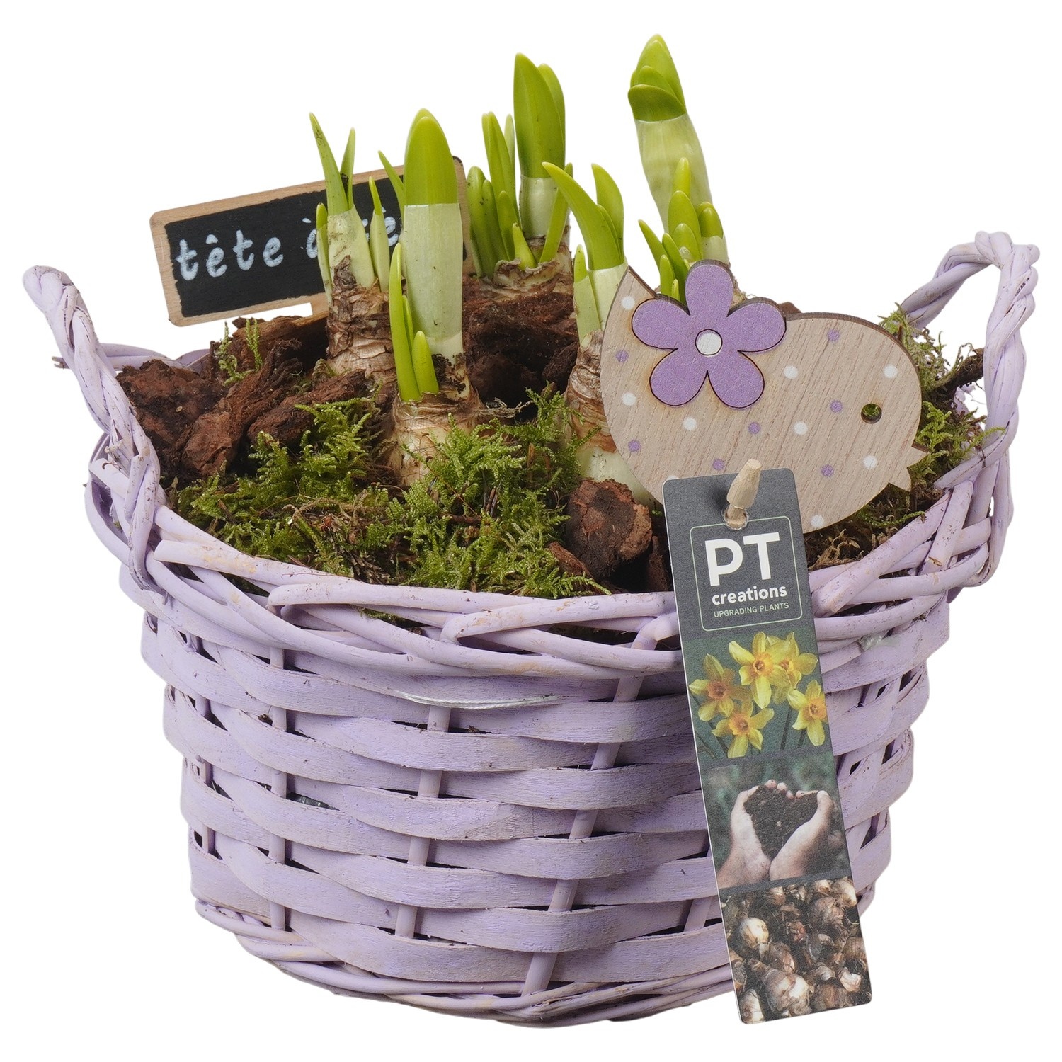 PTN8653 Arrangement Narcissus in rieten mand, D 20