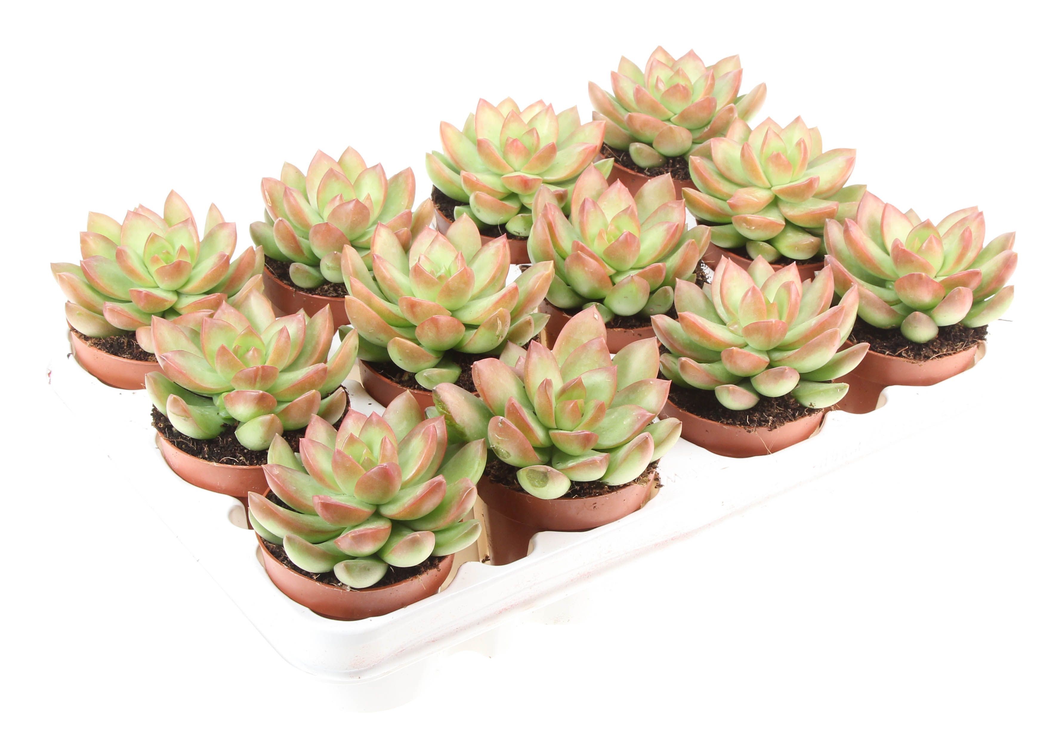 Sedum Adolphi Enkel, D 8,5