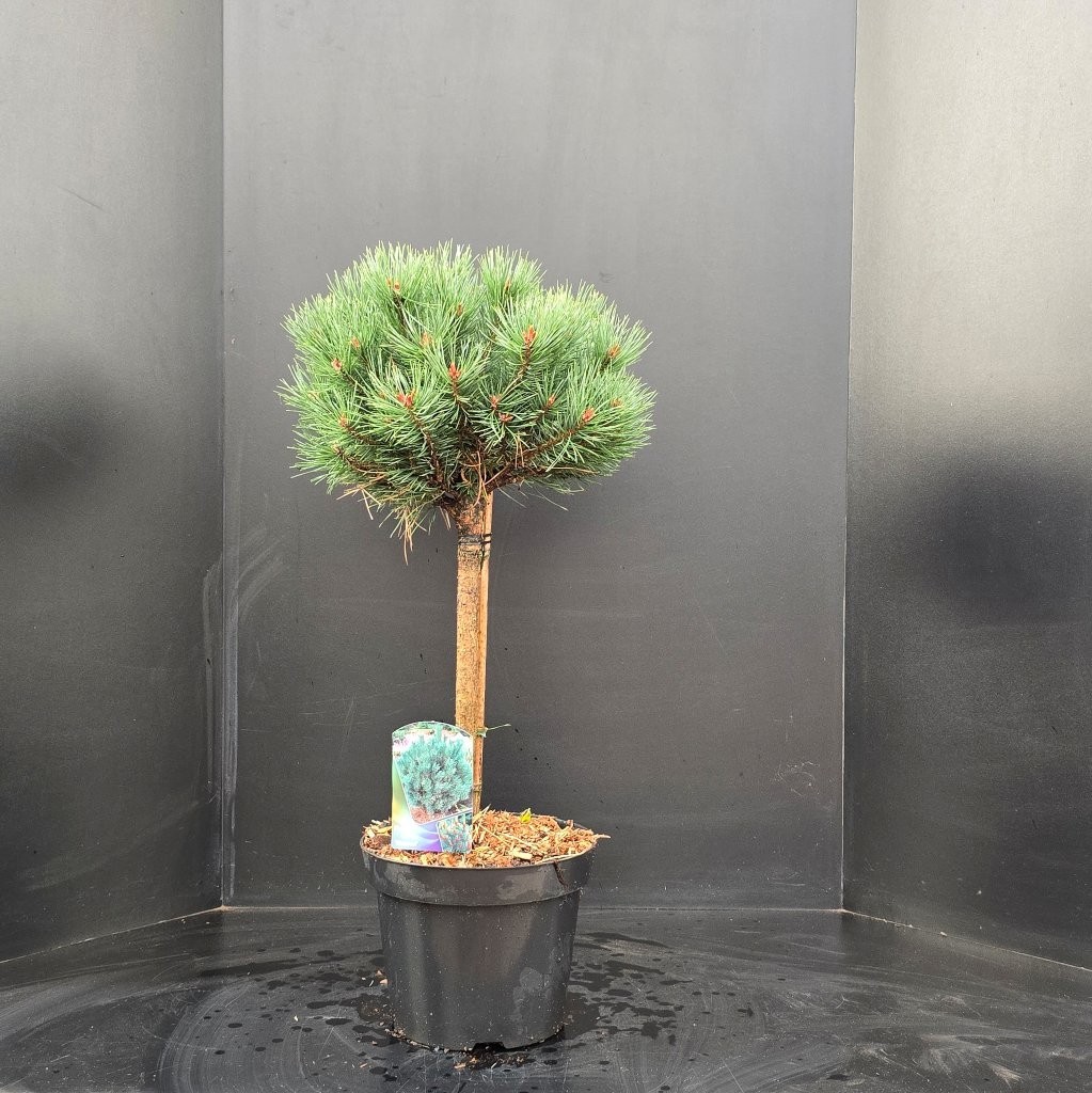Pinus sylvestris Watereri Stam, D 29