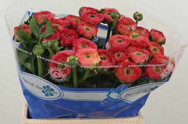 Ранункулус Саксесс Фраголино 40, шт.