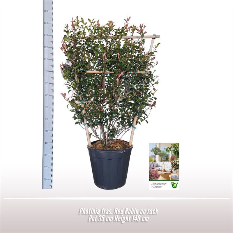 Photinia fras. Red Robin op rek, D 35