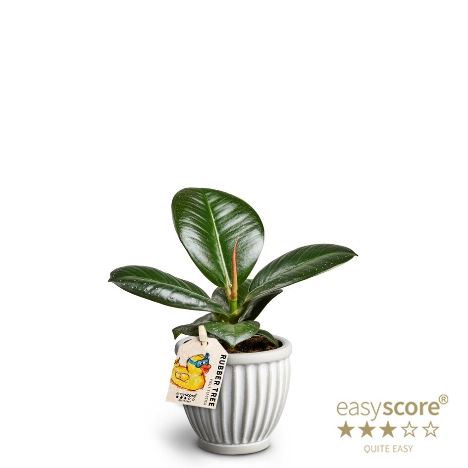 Athena, Ficus elastica ´Sofia´, D 7