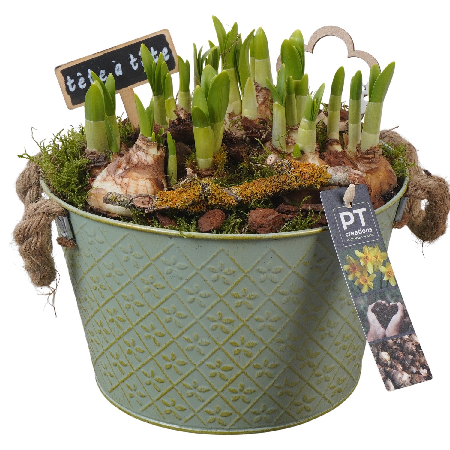 PTN8564 Arrangement Narcissus in zink pot, D 22