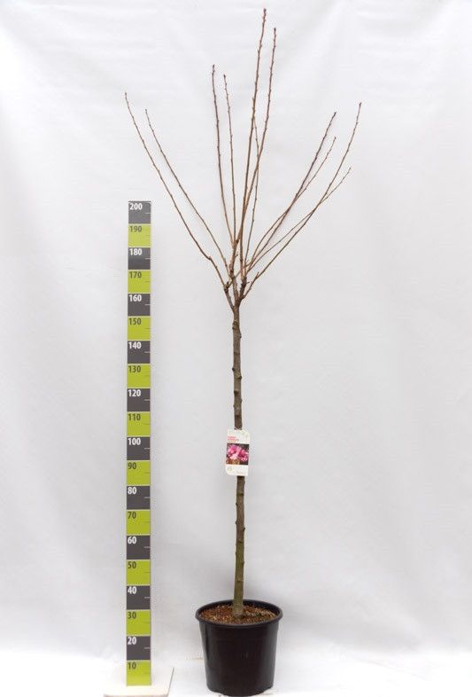 Prunus serrulata 'Kanzan' C 20 ha 120, D 34