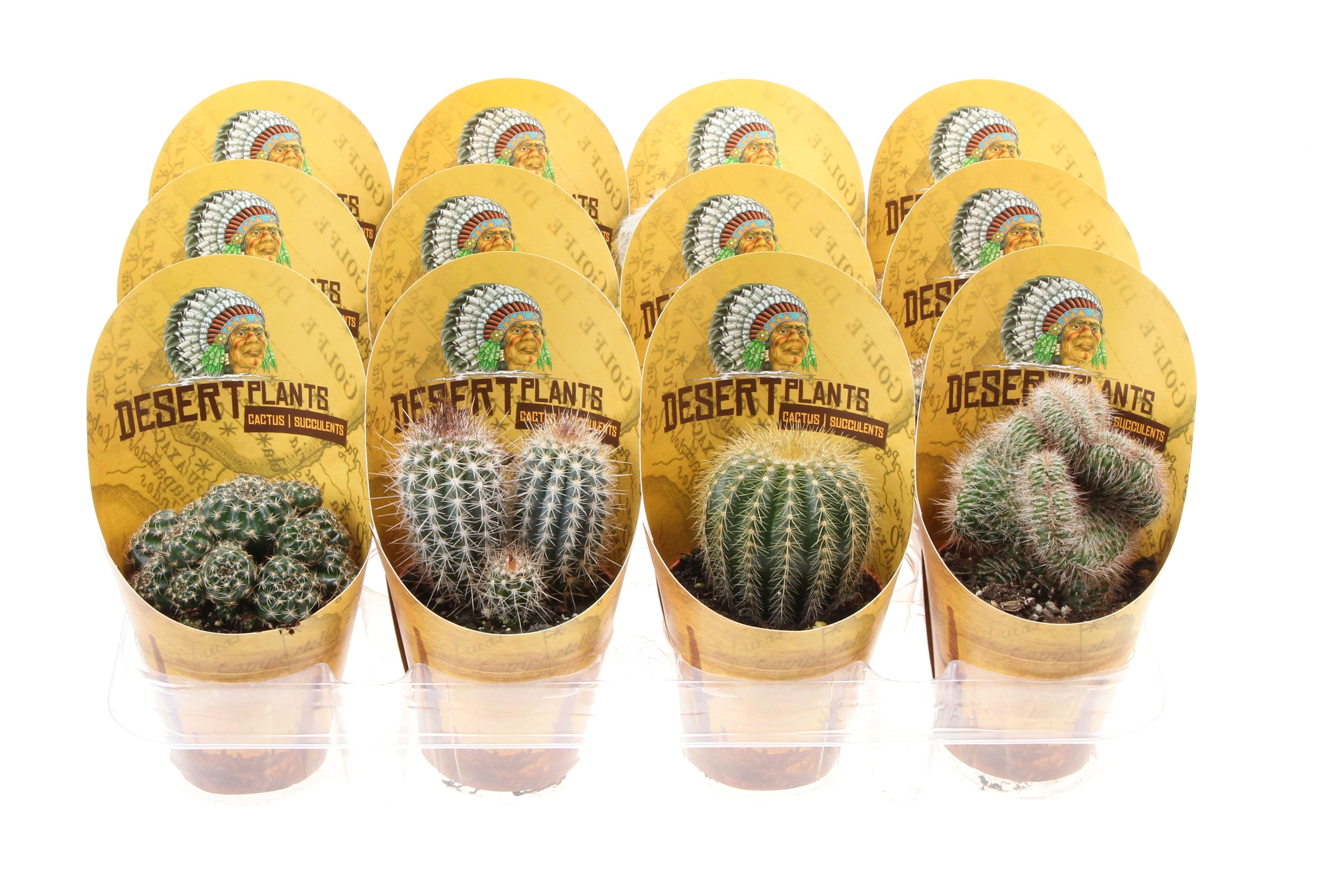 Potcover desert plants cactus hoog, D 8,5