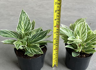 Филодендрон биркин вайт 11 25 (предзаказ)