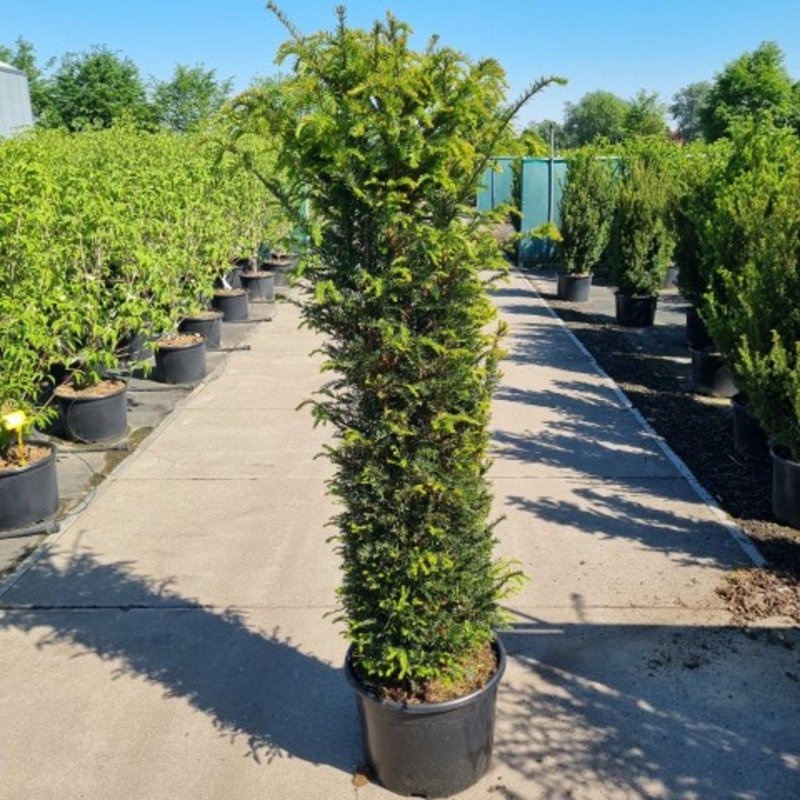 Taxus baccata, spiraal, D 42