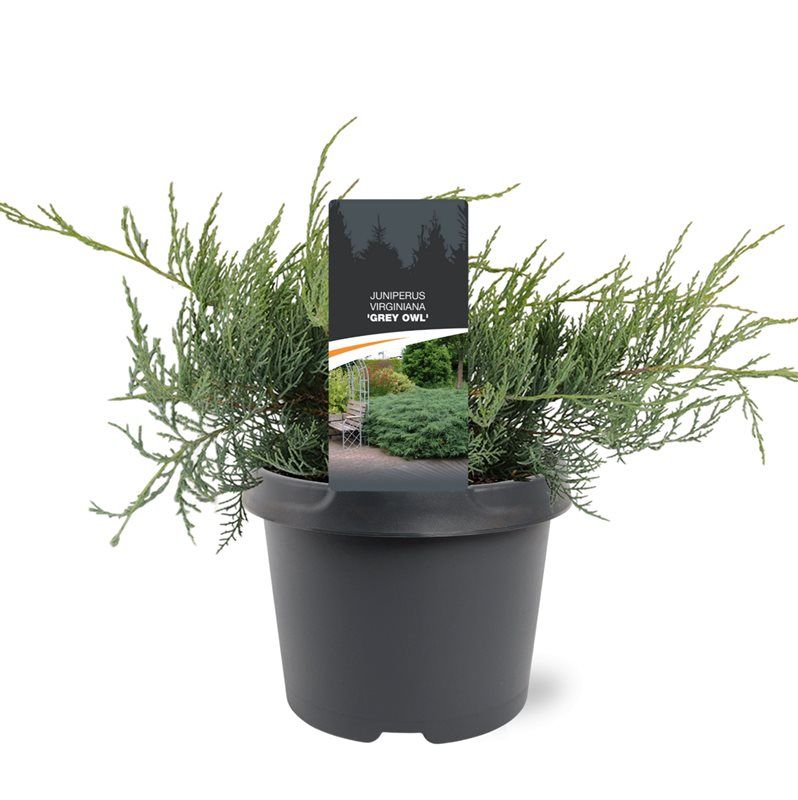 Juniperus virginiana 'Grey Owl', D 19
