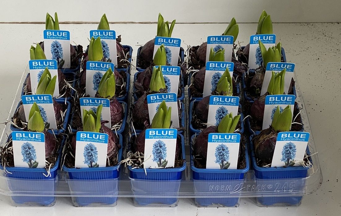 7 cm Hyacint Blue Pearl met etiket, D 7