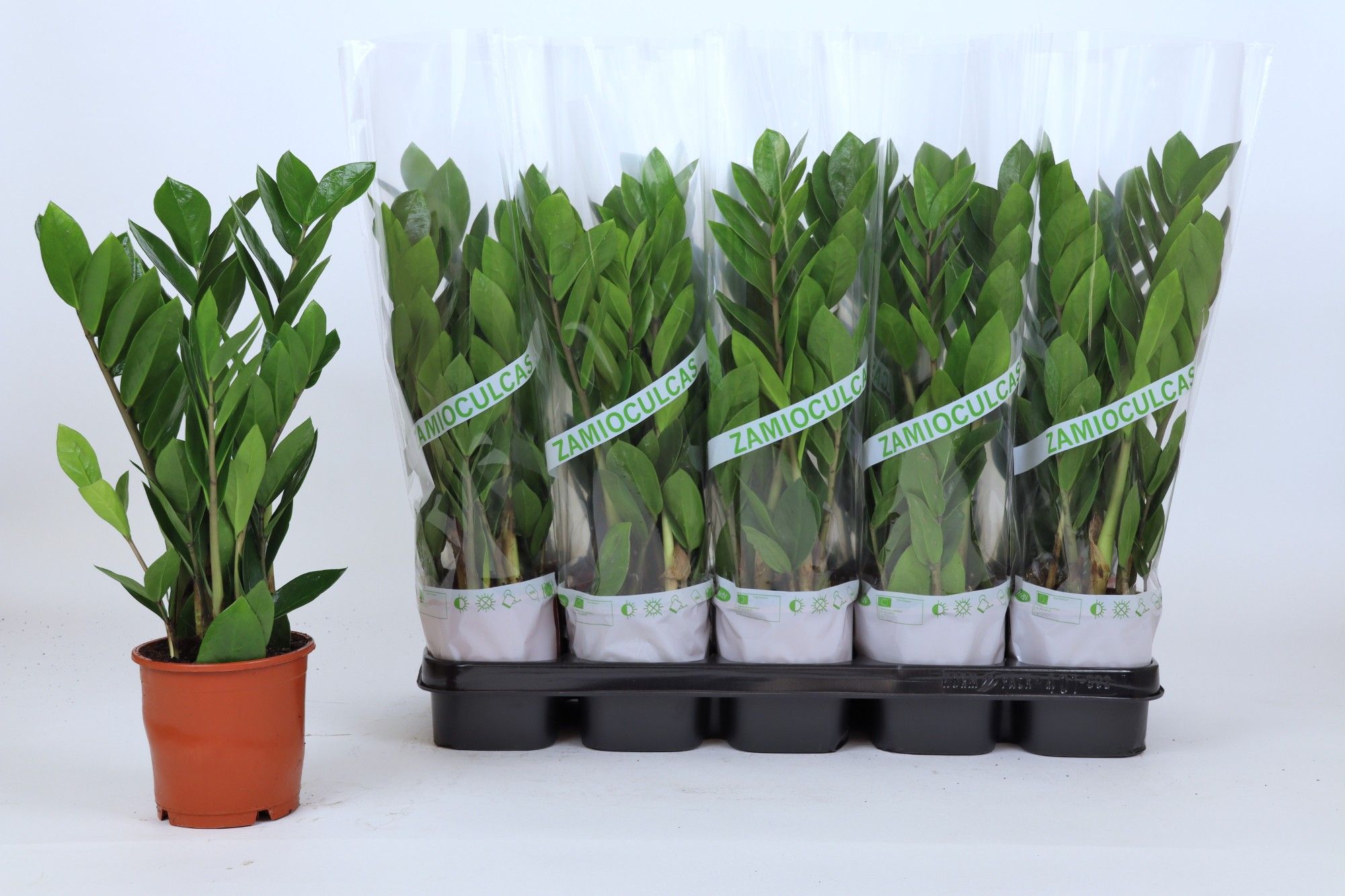 Zamioculcas Lengte 45/50 - 3+ Veren, D 12