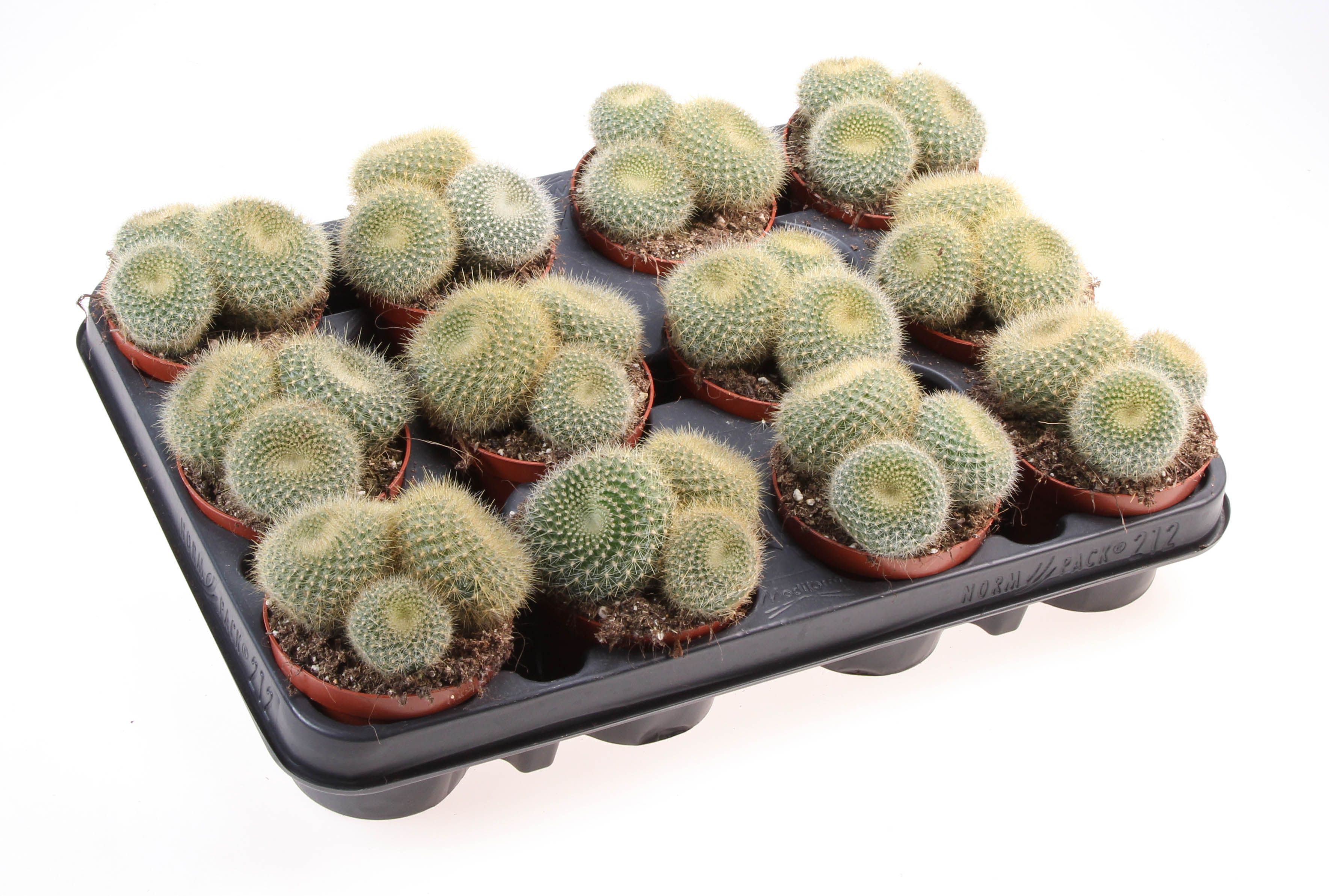 Notocactus graessnerii, D 8,5