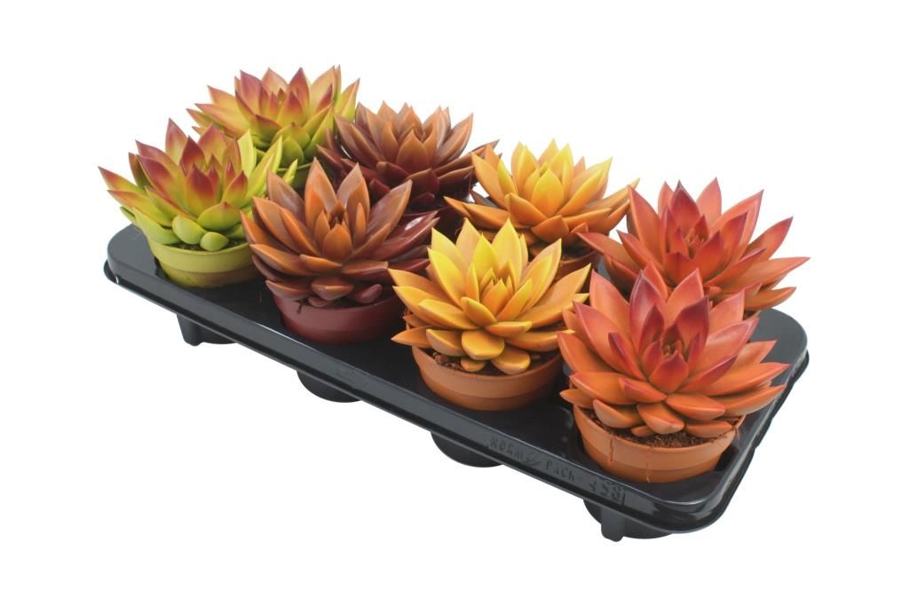 Miranda bicoloured autumn mix, D 12