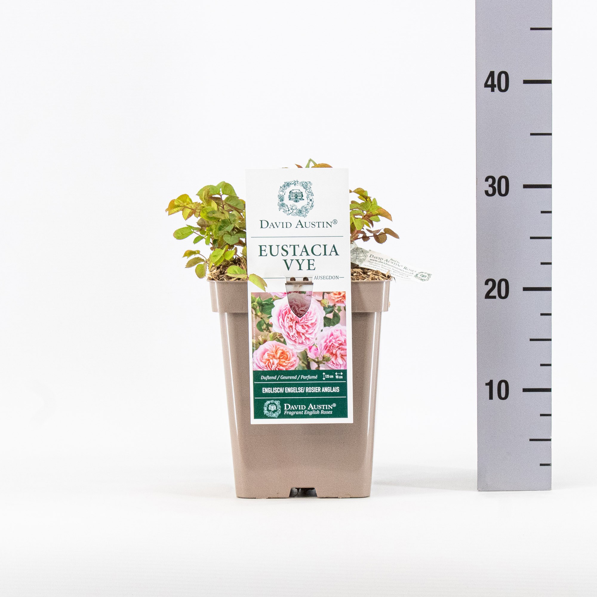 Rosa (Aus), Eustacia Yve ®, C5, D 23