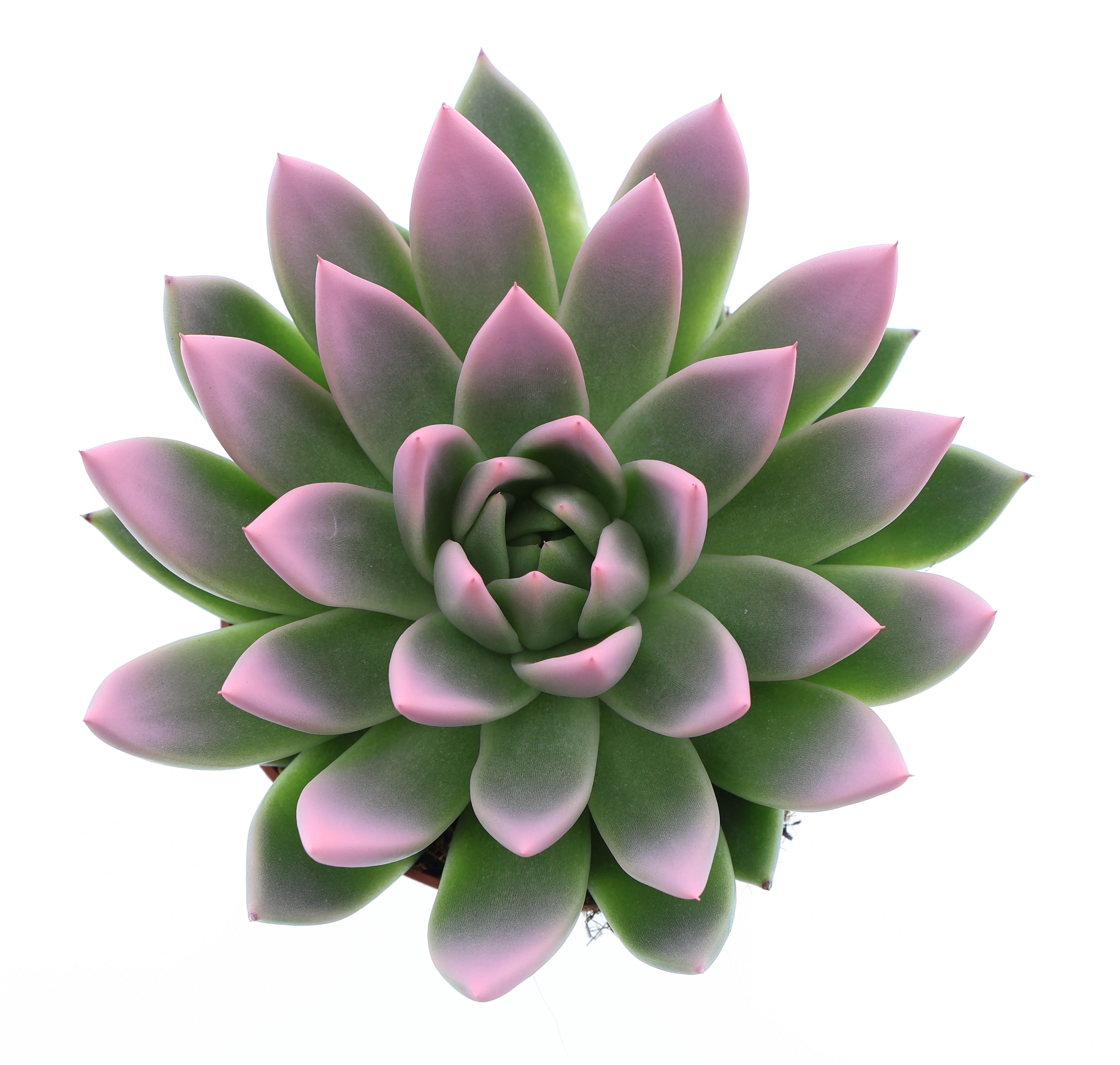 Miranda tips rose, D 12