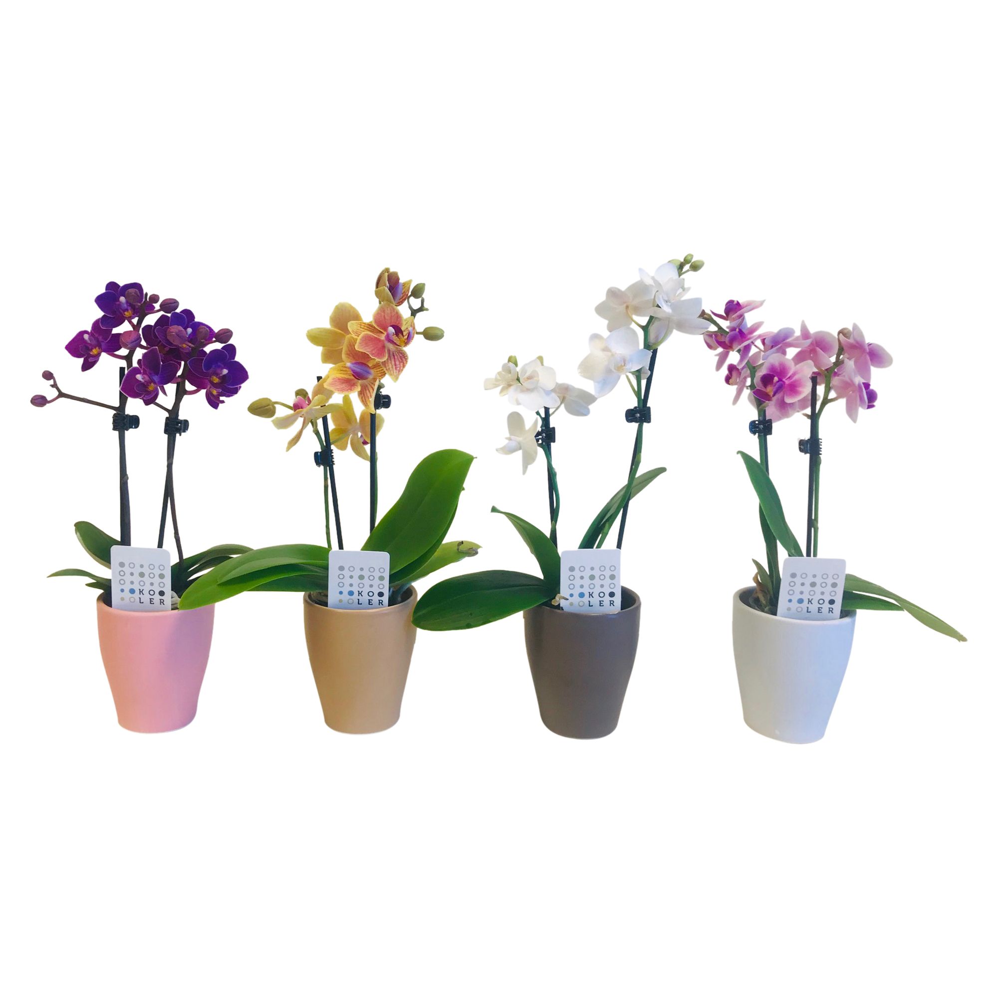 Phalaenopsis gemengd (2 tak) in Keramiek 'Carly', D 6