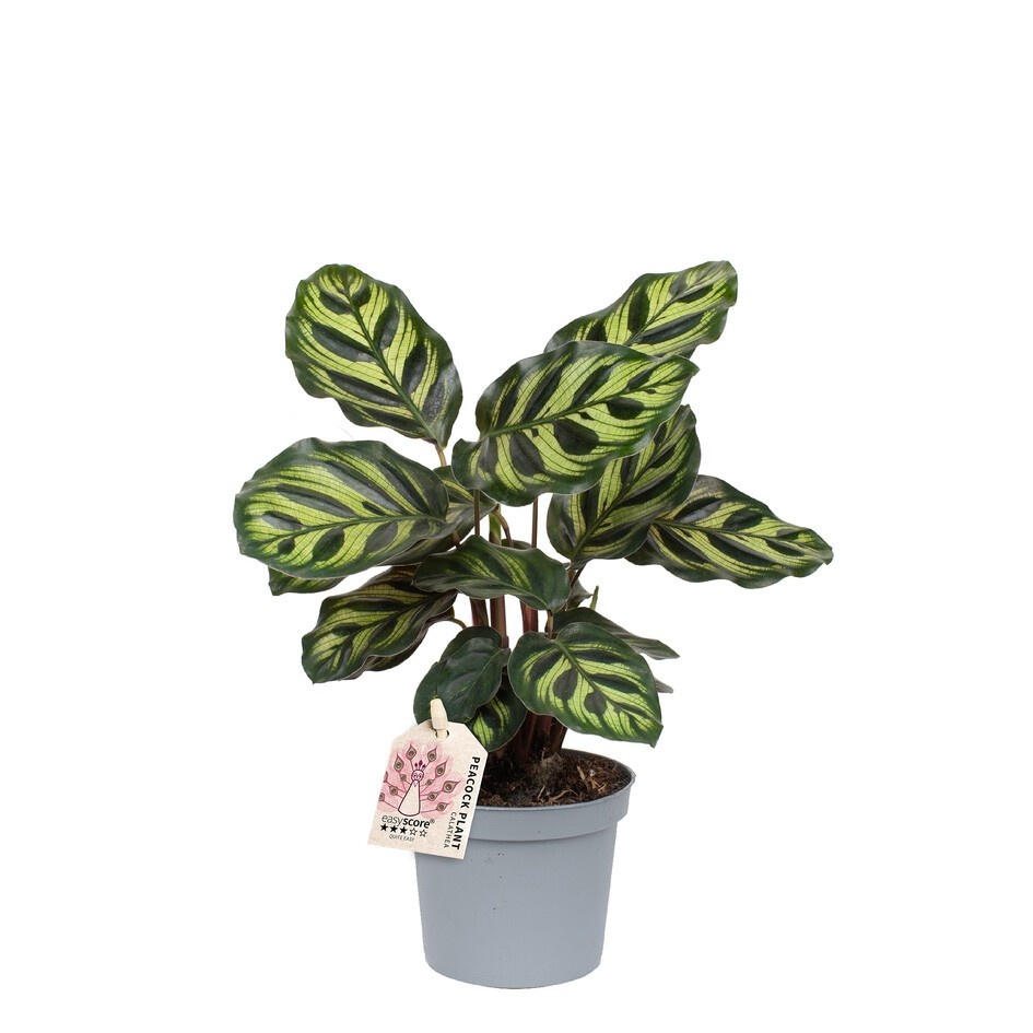 CALATHEA MAKOYANA, D 9