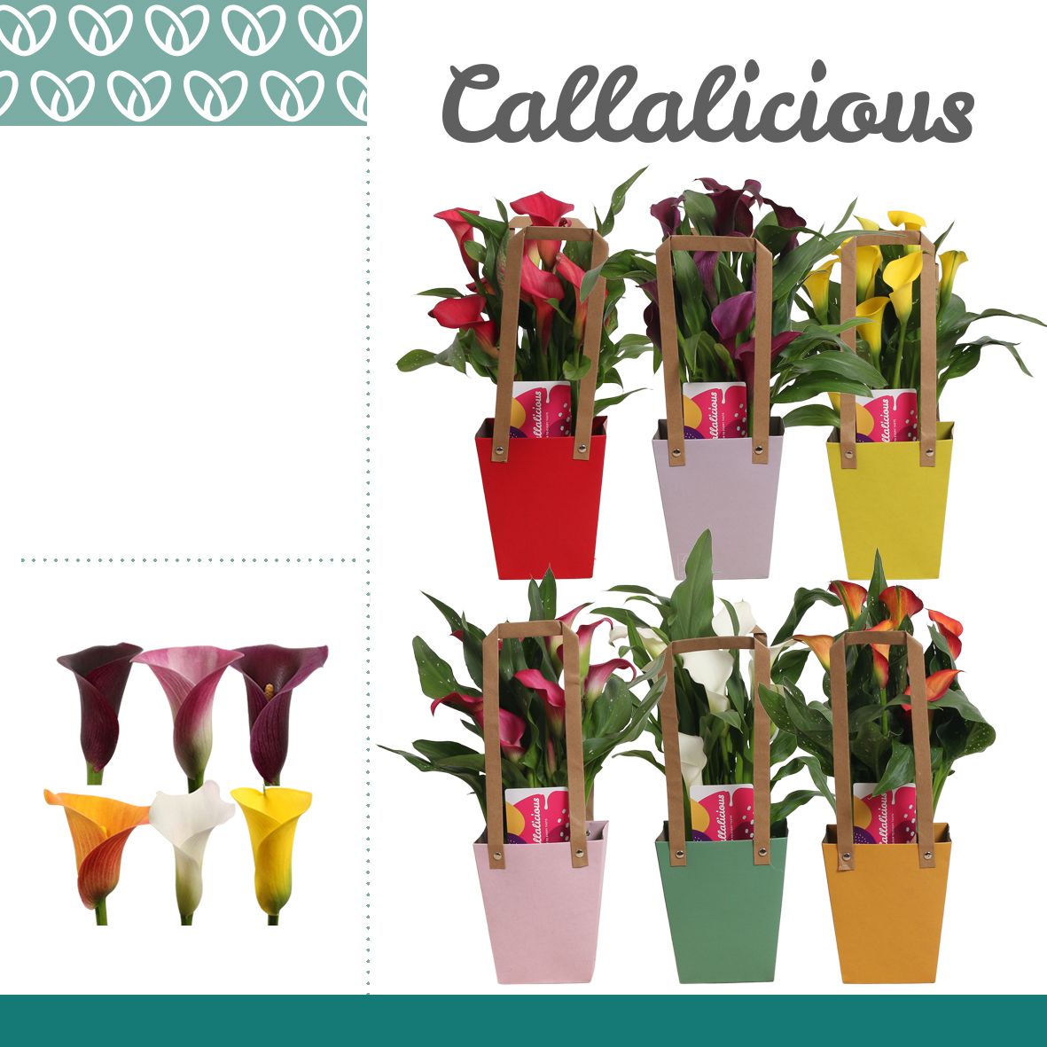 Zantedeschia (Calla) Mix in Giftbag, D 12