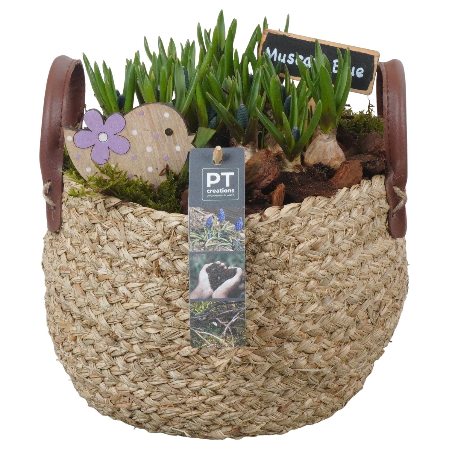 PTMB6204 Arrangement Muscari Blue in riet mand, D 20
