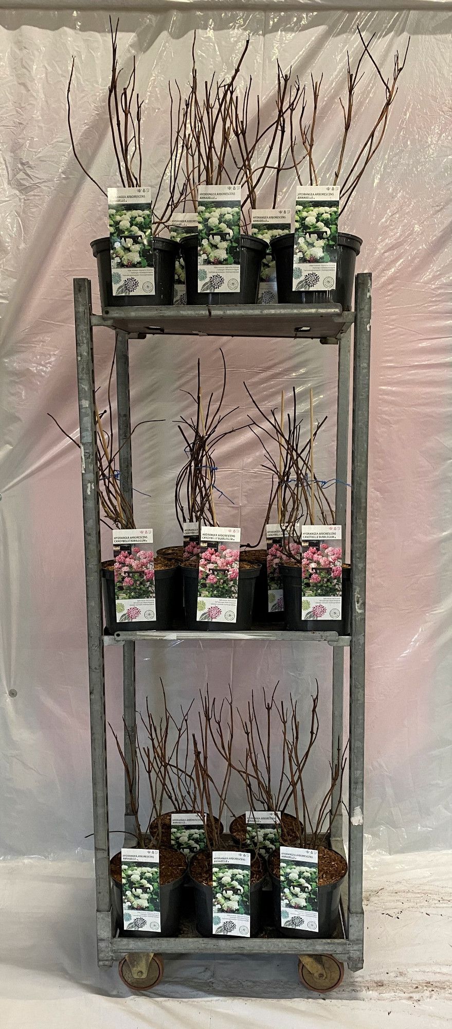 Hydrangea arborescens Annabelle, D 23