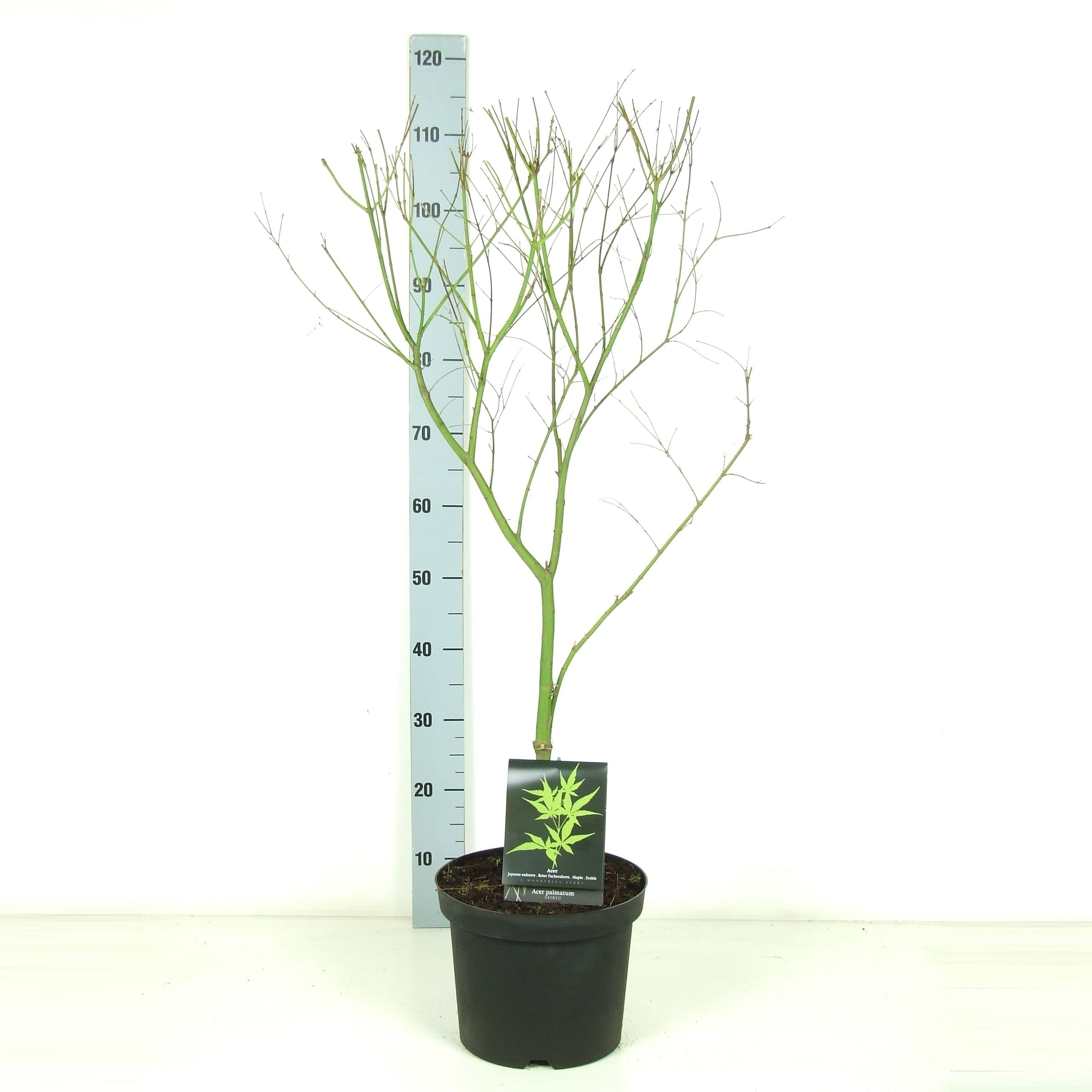 Acer palmatum 'Seiryu' P26 Full CC, D 26